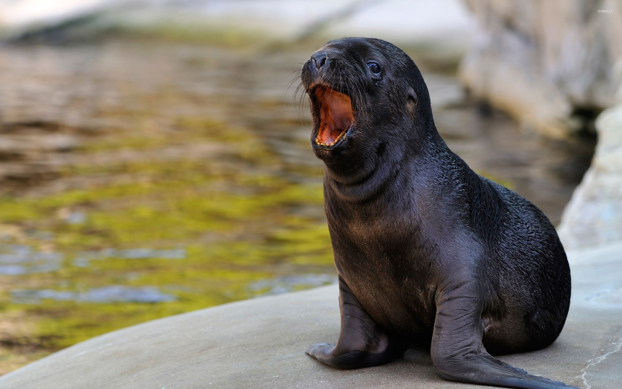 Baby, Sea Lions Wallpaper, 2560x1600 HD Desktop