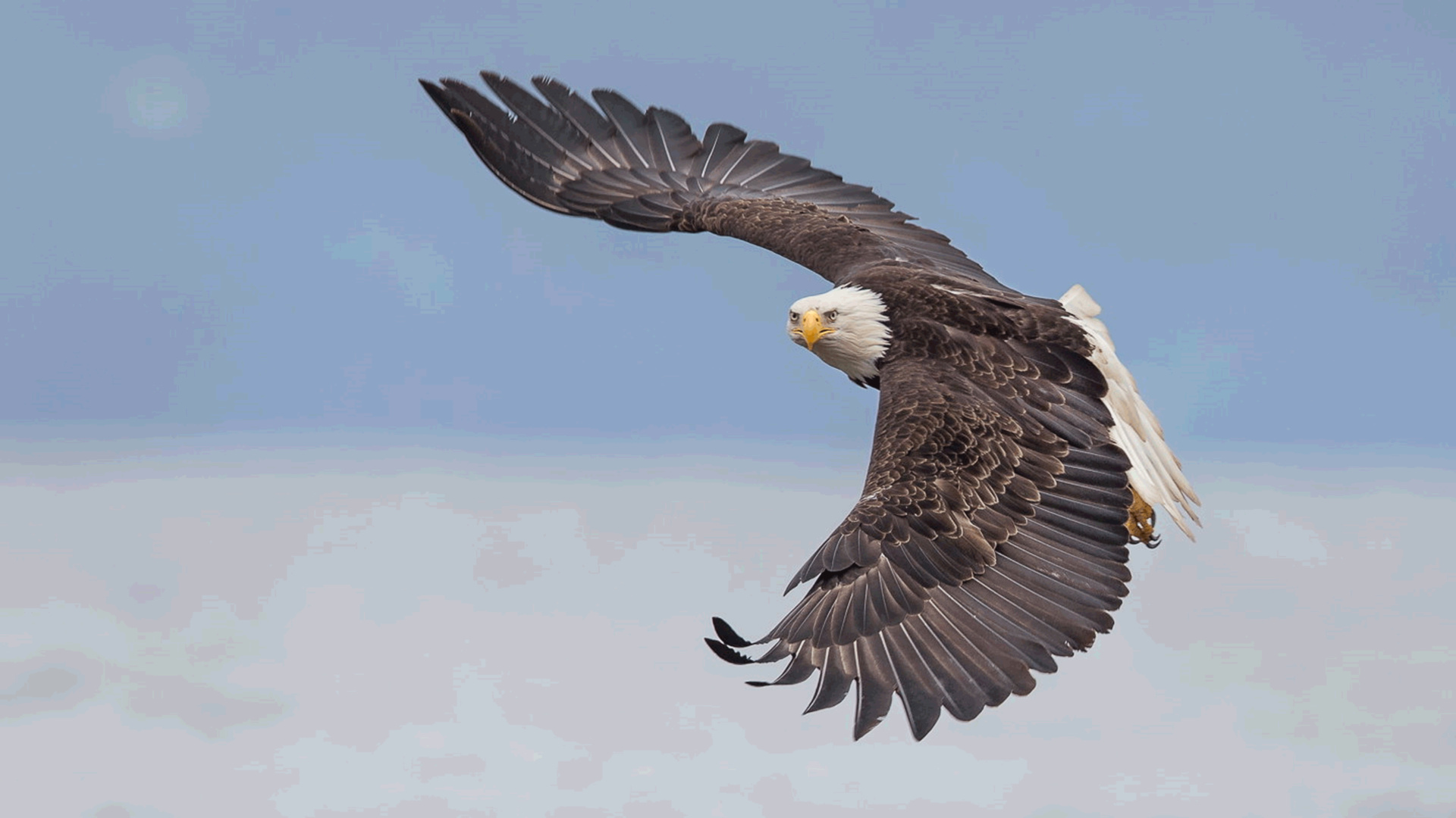 Real, Bald, Eagles, Pictures, 1920x1080 Full HD Desktop