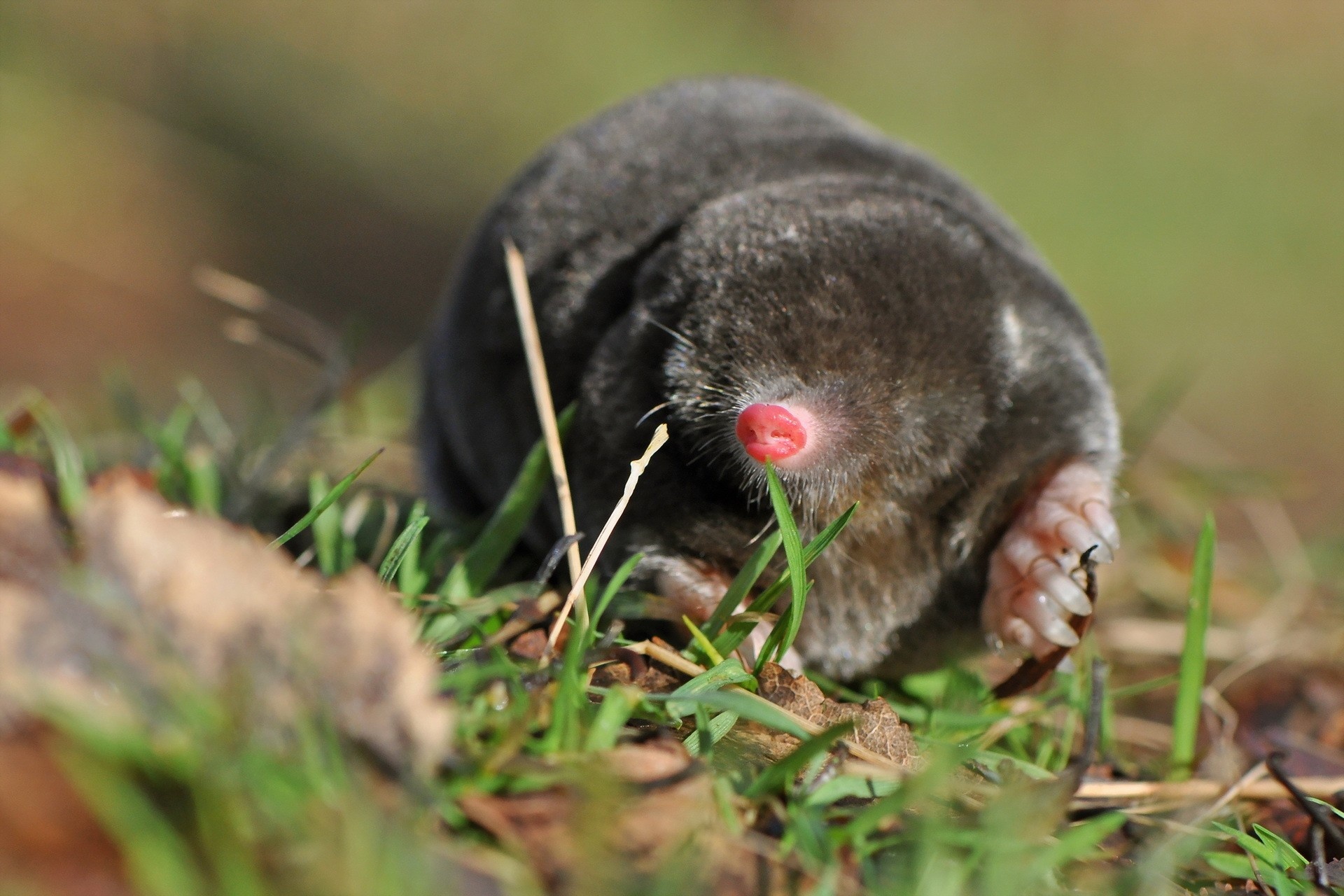 Mole, Animals mammals, Mole wallpaper, ID599677, 1920x1280 HD Desktop