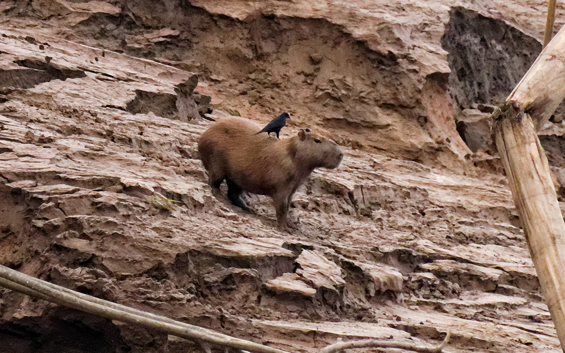 Capybara wallpaper, Cute animal, Adorable rodents, High-resolution picture, 1920x1200 HD Desktop