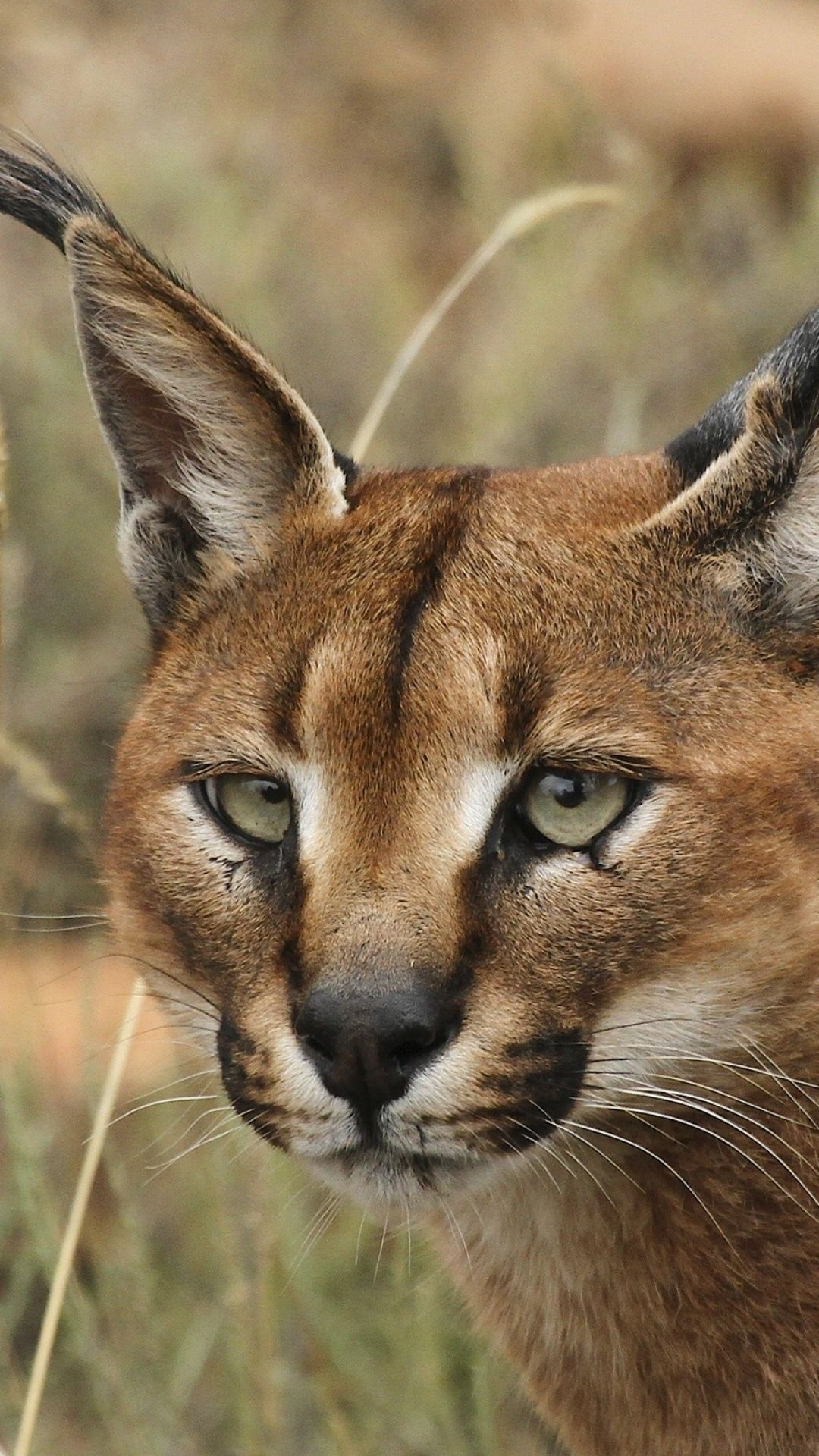 Caracal, Wild cat, Sony Xperia Z1, HTC One, 1080x1920 Full HD Phone