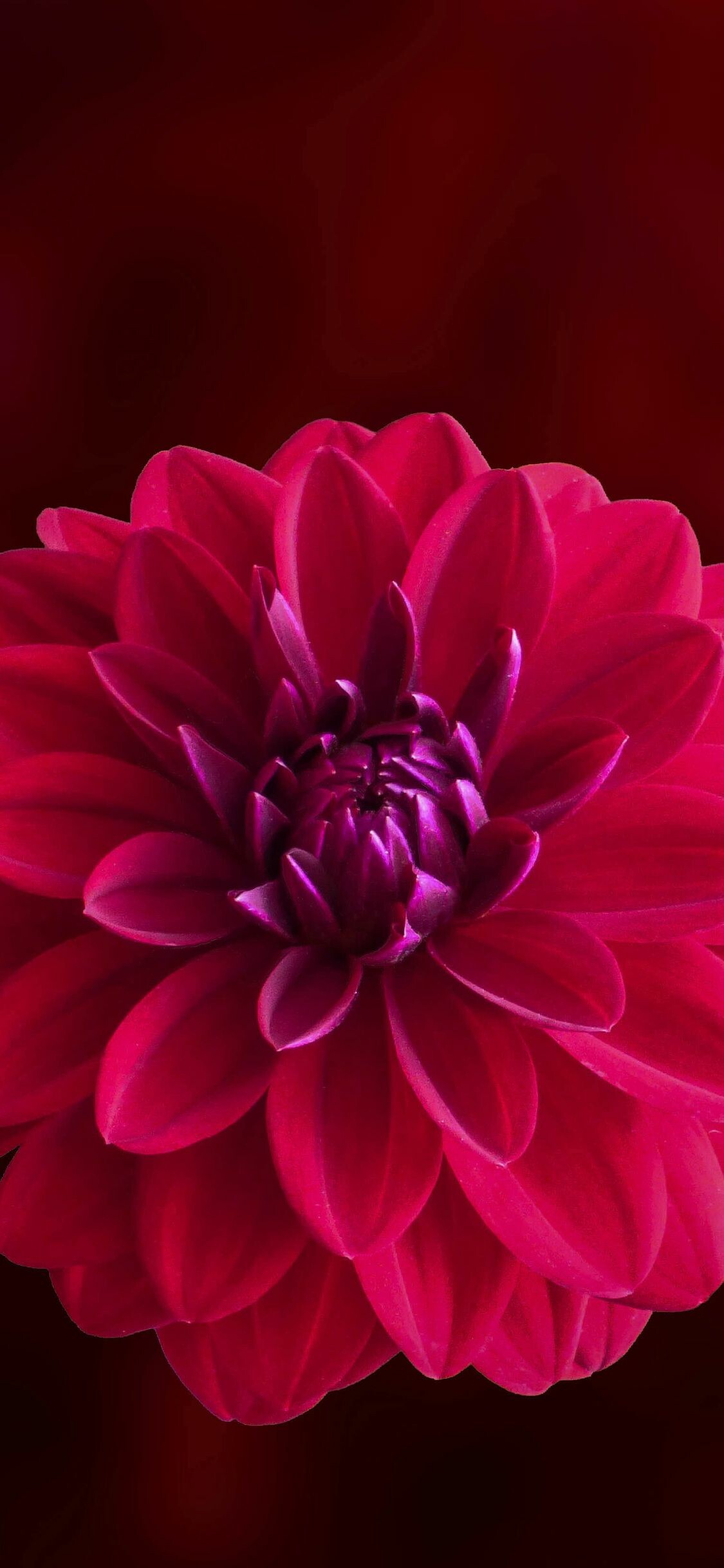 Pink flower wallpapers, Nature beauty, Blossom petals, Floral, 1130x2440 HD Phone