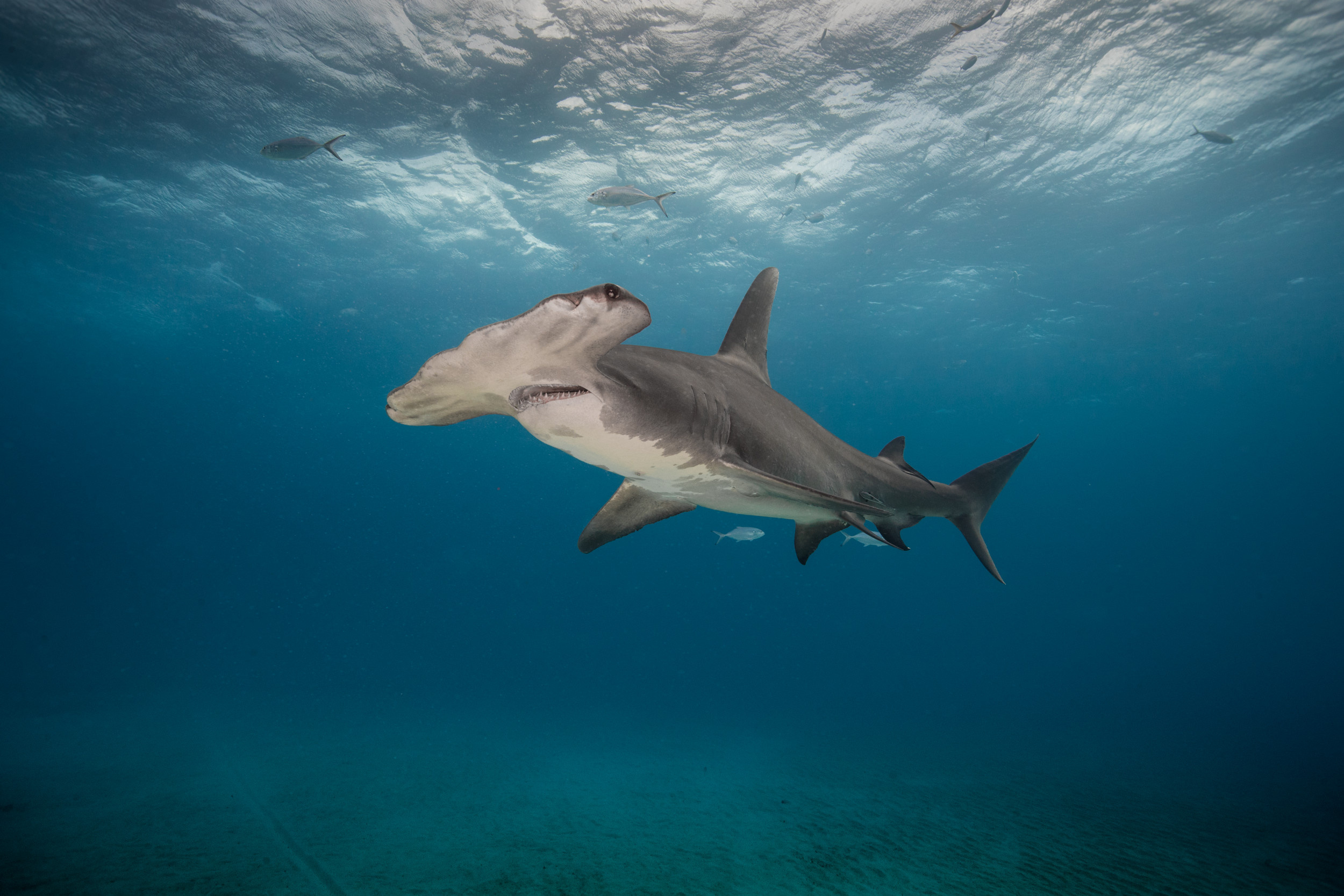 Massive hammerhead, Feeding frenzy, Underwater spectacle, Predatory power, 2500x1670 HD Desktop