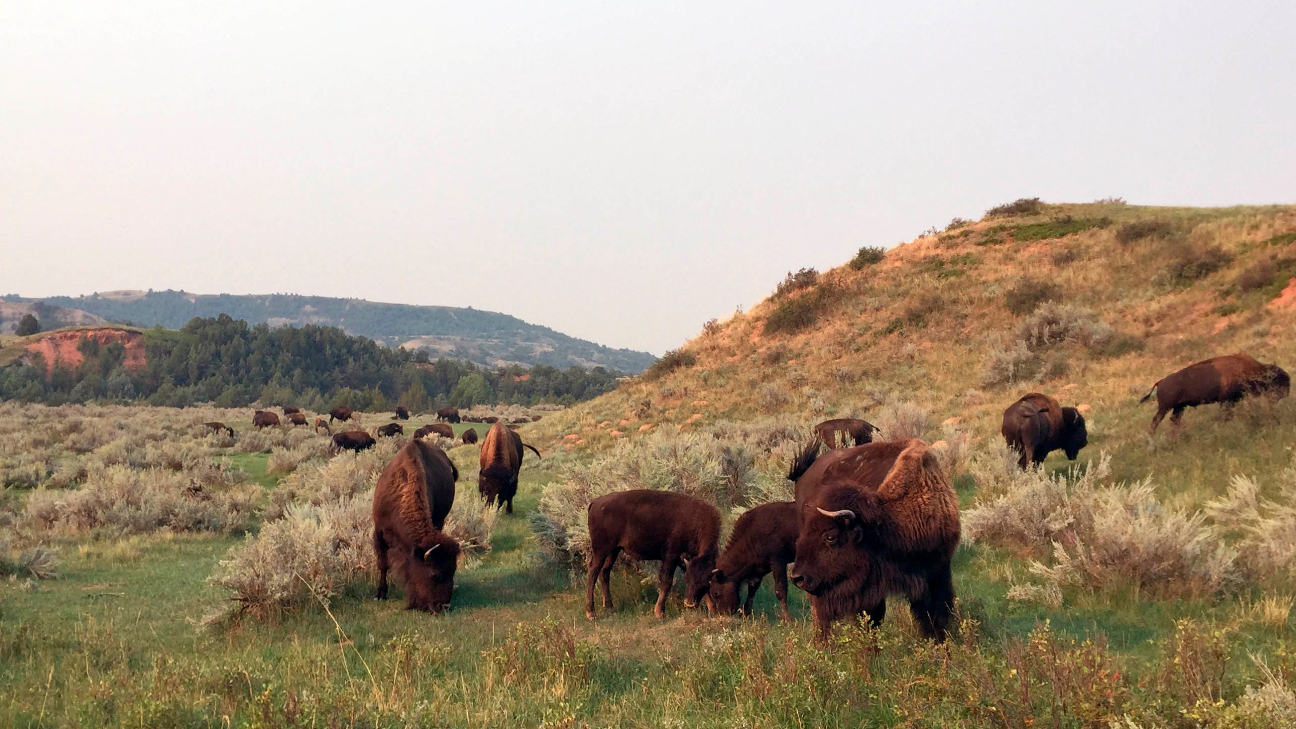 Bison herd, Theodore Roosevelt National Park Wallpaper, 2560x1440 HD Desktop