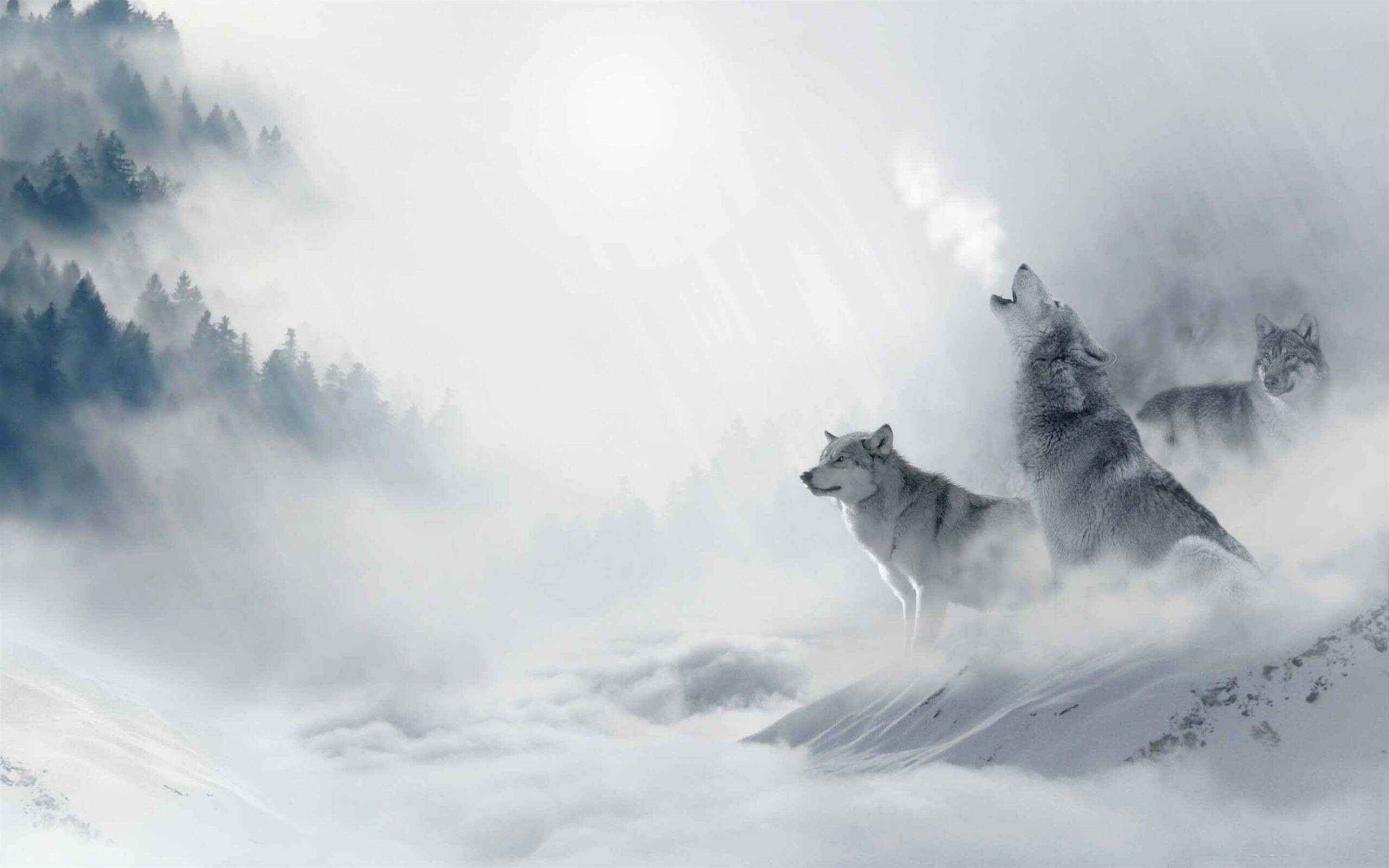 1000 best wolf Mac wallpapers, Captivating visuals, Striking compositions, Mesmerizing spirit, 2560x1600 HD Desktop