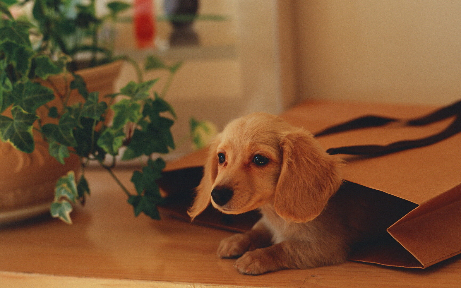 Dachshund, Puppies Wallpaper, 1920x1200 HD Desktop