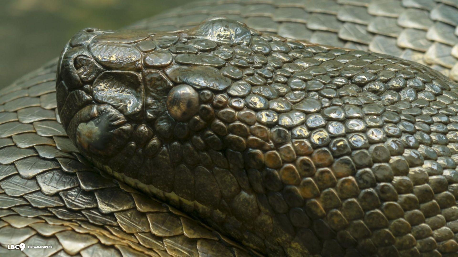 Anaconda, Snake wallpapers, Anaconda snake, Backgrounds, 1920x1080 Full HD Desktop