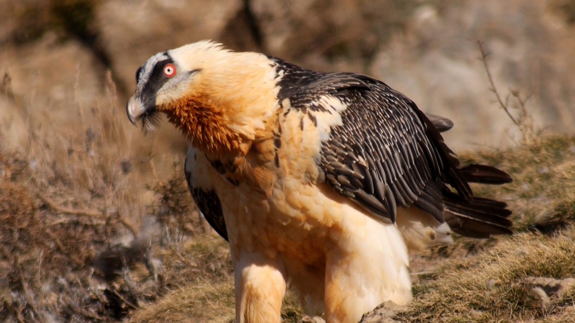 Bearded Vulture, Gypaetus barbatus, Google zoeken, Bearded Vulture, 1920x1080 Full HD Desktop