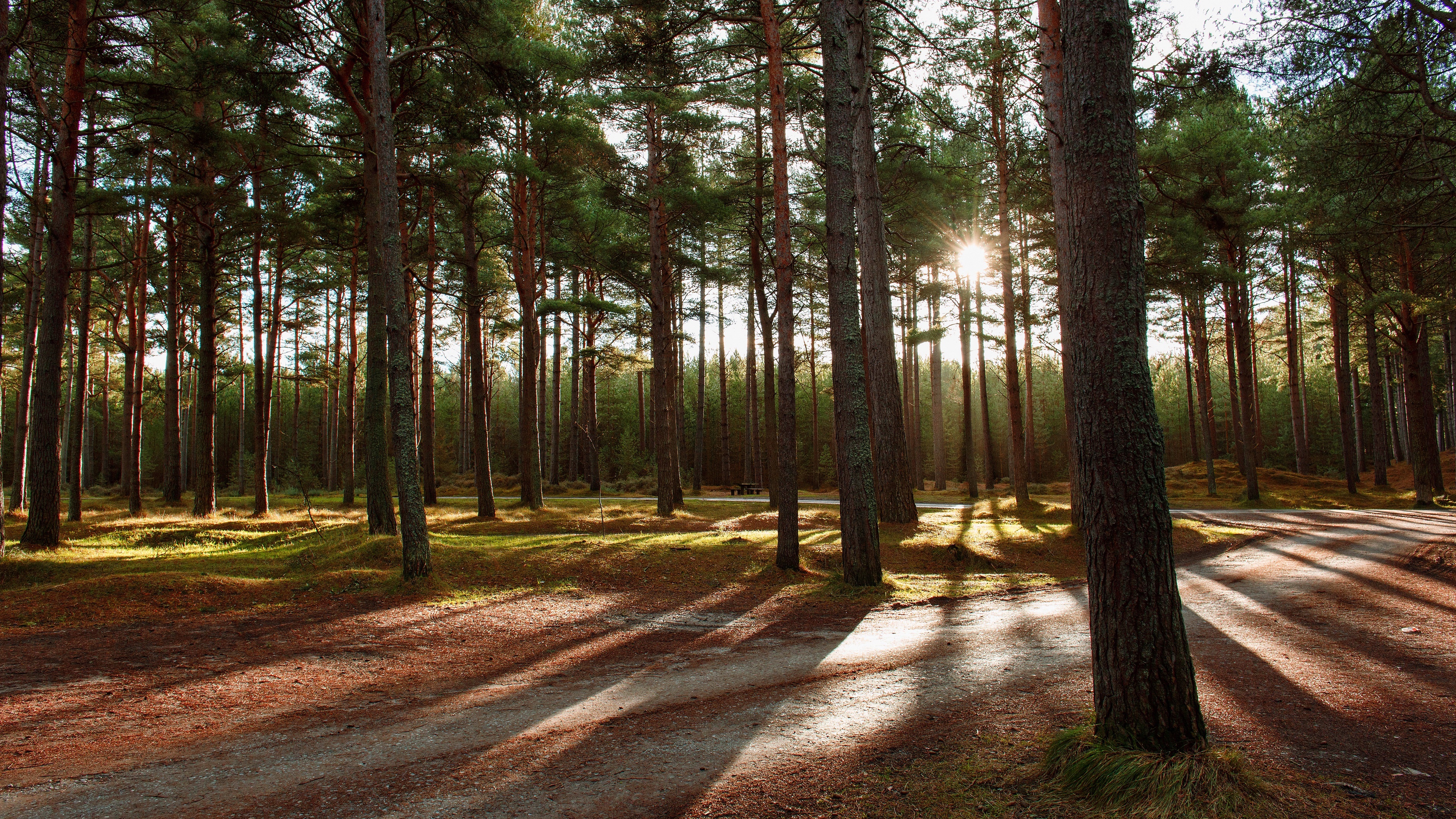 Tall pine trees, Nature's beauty, Green forest, Serene landscape, 3840x2160 4K Desktop