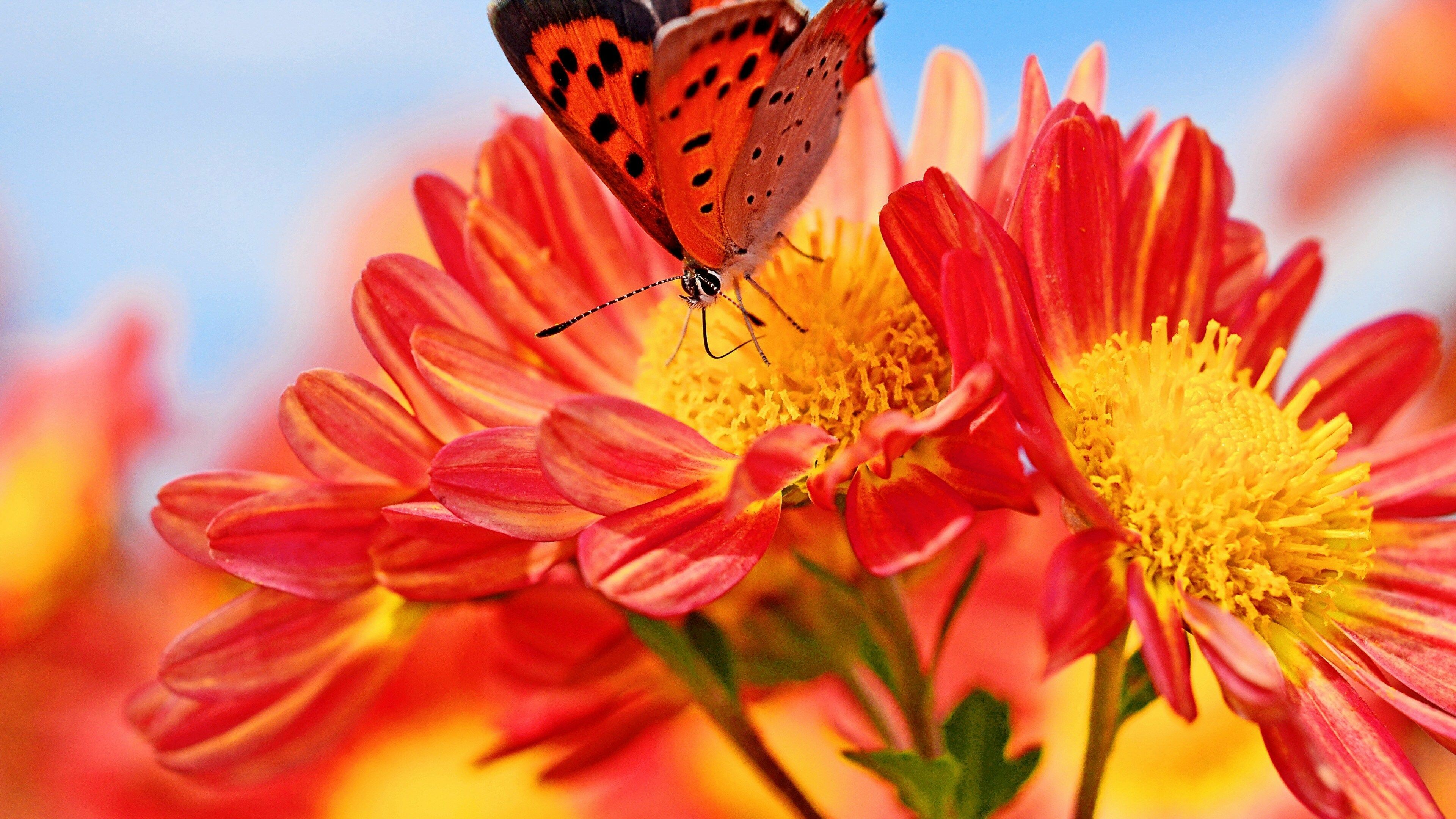 Pollinator, Chrysanthemums Wallpaper, 3840x2160 4K Desktop