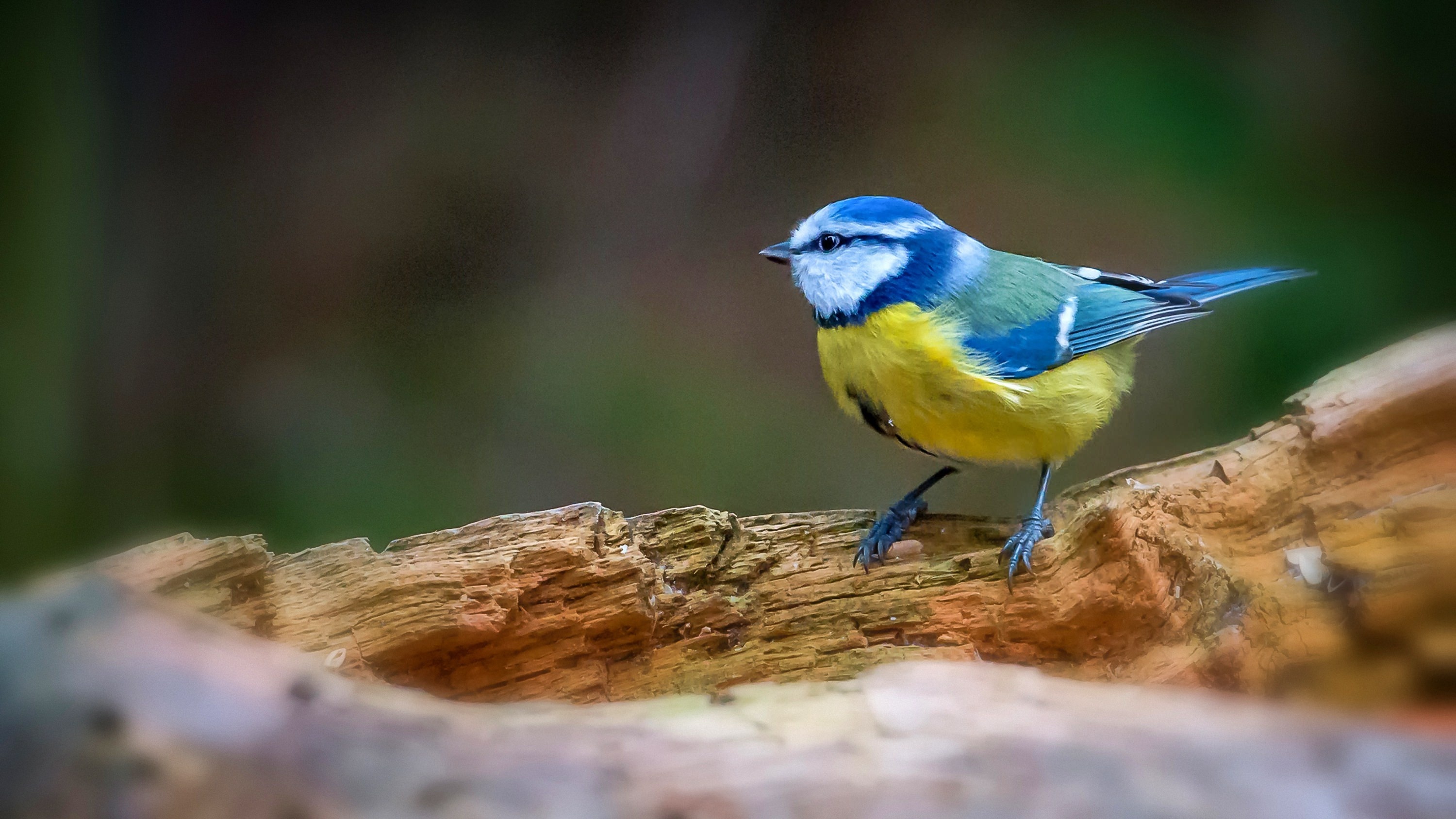 Bird tit, Blue bird, Blue tit, Free wallpaper, 3000x1690 HD Desktop