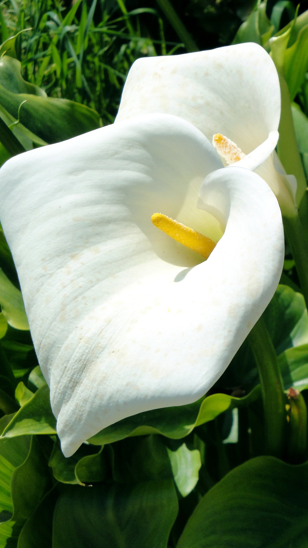 Calla Lily, Earthy beauty, Natural wonder, Floral charm, 1080x1920 Full HD Phone