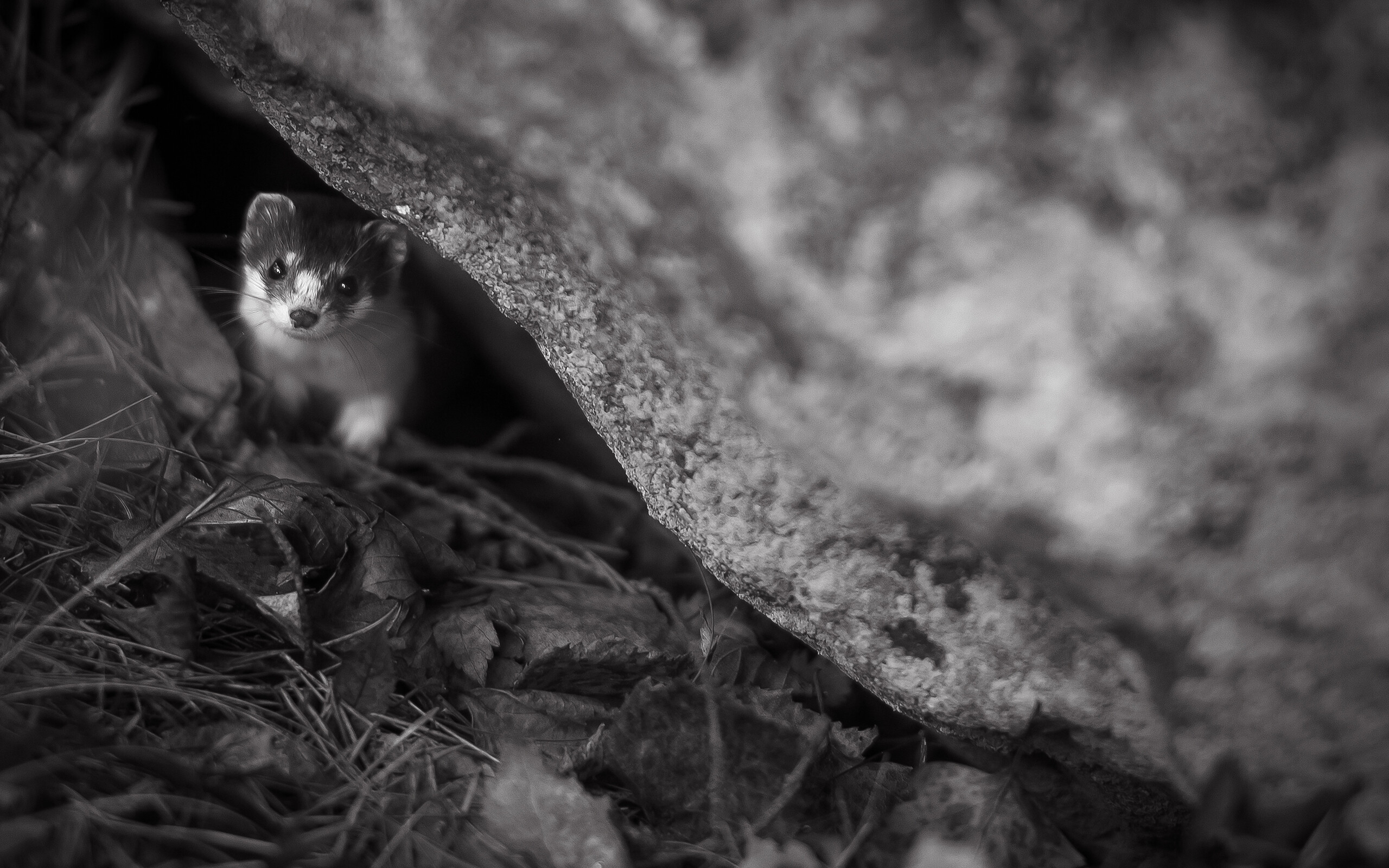 Ferret beauty, Wallpaper delight, Endearing pet, Captivating image, 2560x1600 HD Desktop