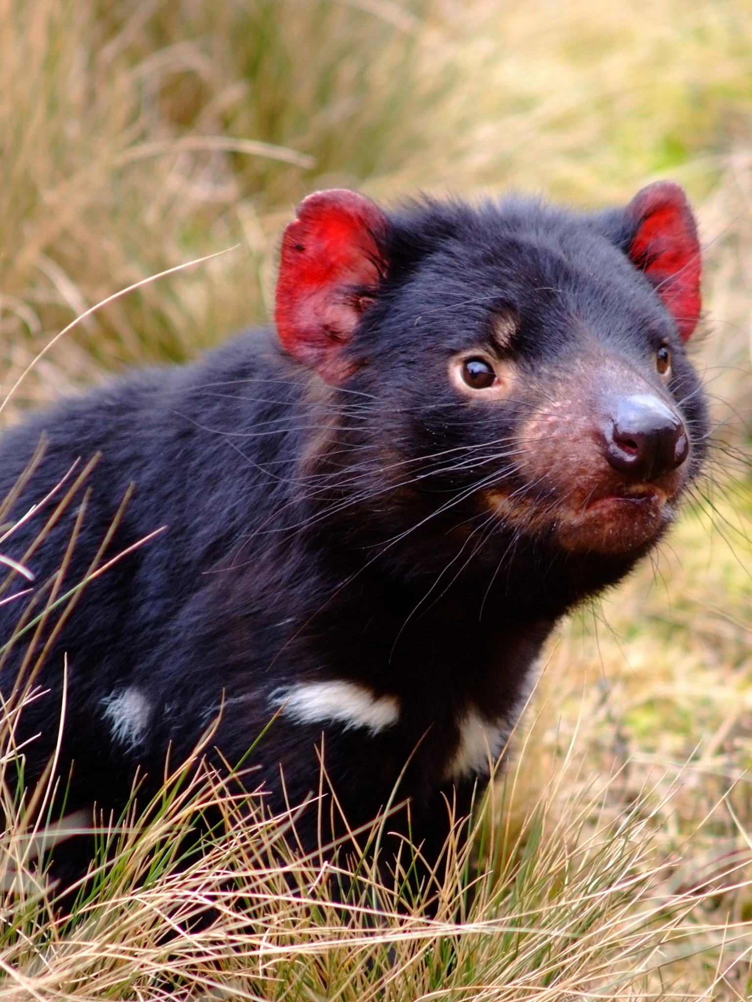 Free Tasmanian Devil wallpapers, Desktop backgrounds, High-resolution wallpapers, Tasmanian Devil images, 1540x2050 HD Phone