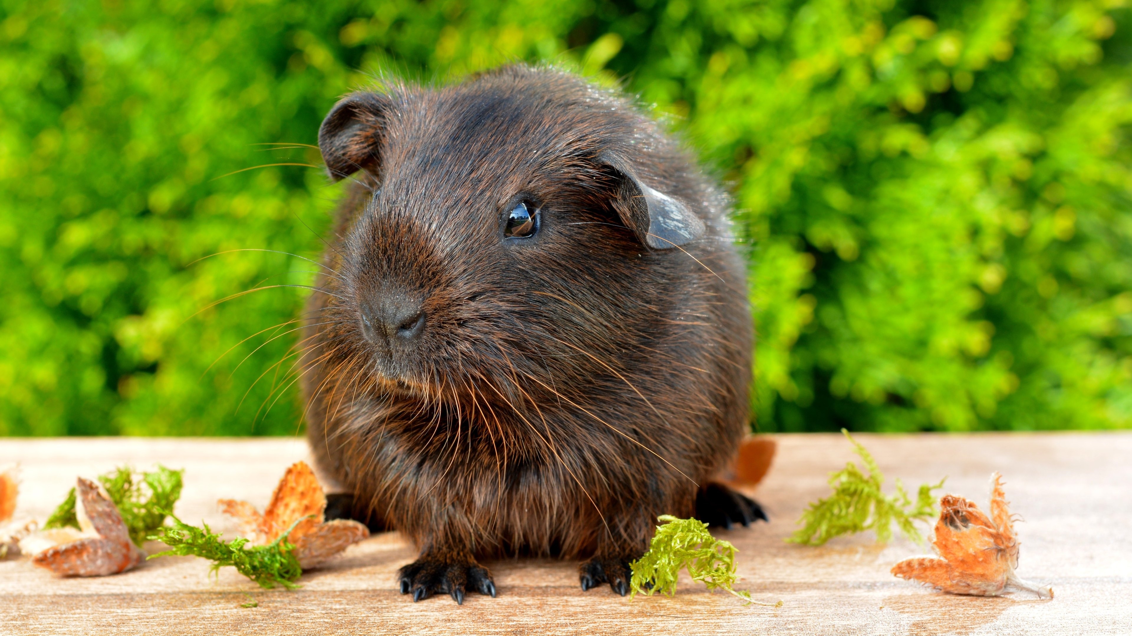 Rex Guinea Pig, Guinea Pigs Wallpaper, 3840x2160 4K Desktop