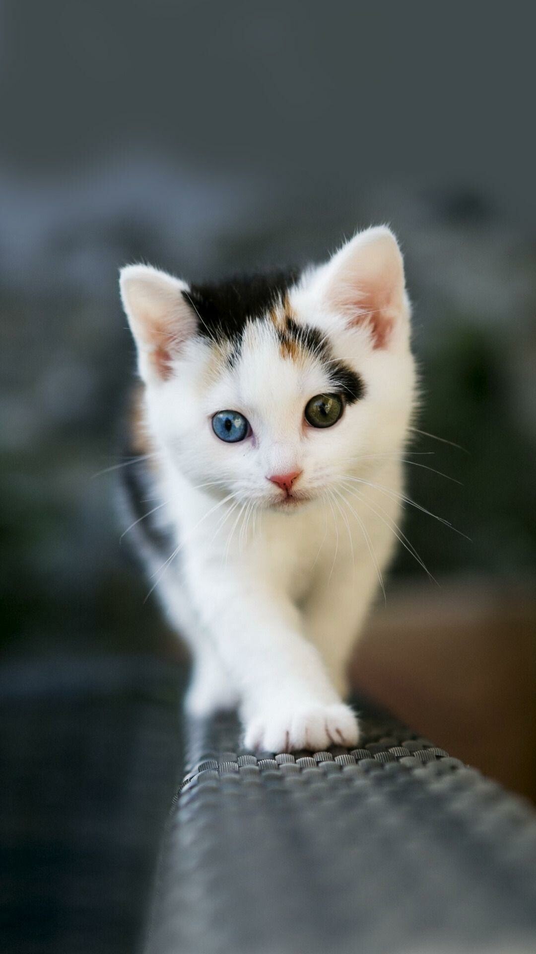 Cute kittens wallpapers, Mobile companions, 1080x1920 Full HD Phone