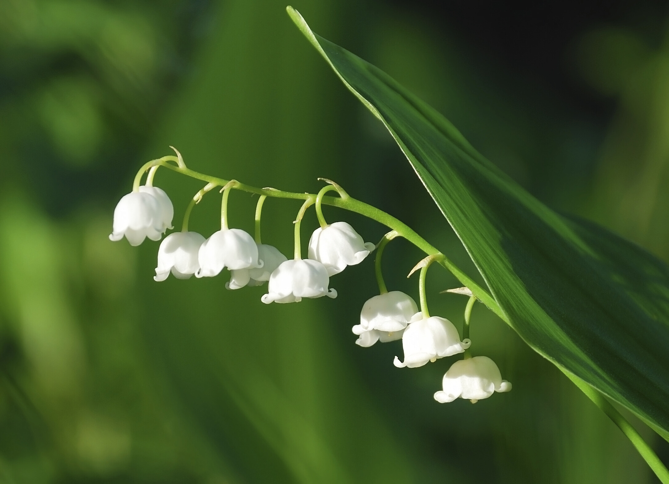 Lily of the Valley, Earthly elegance, Delicate blooms, Floral perfection, 2180x1580 HD Desktop