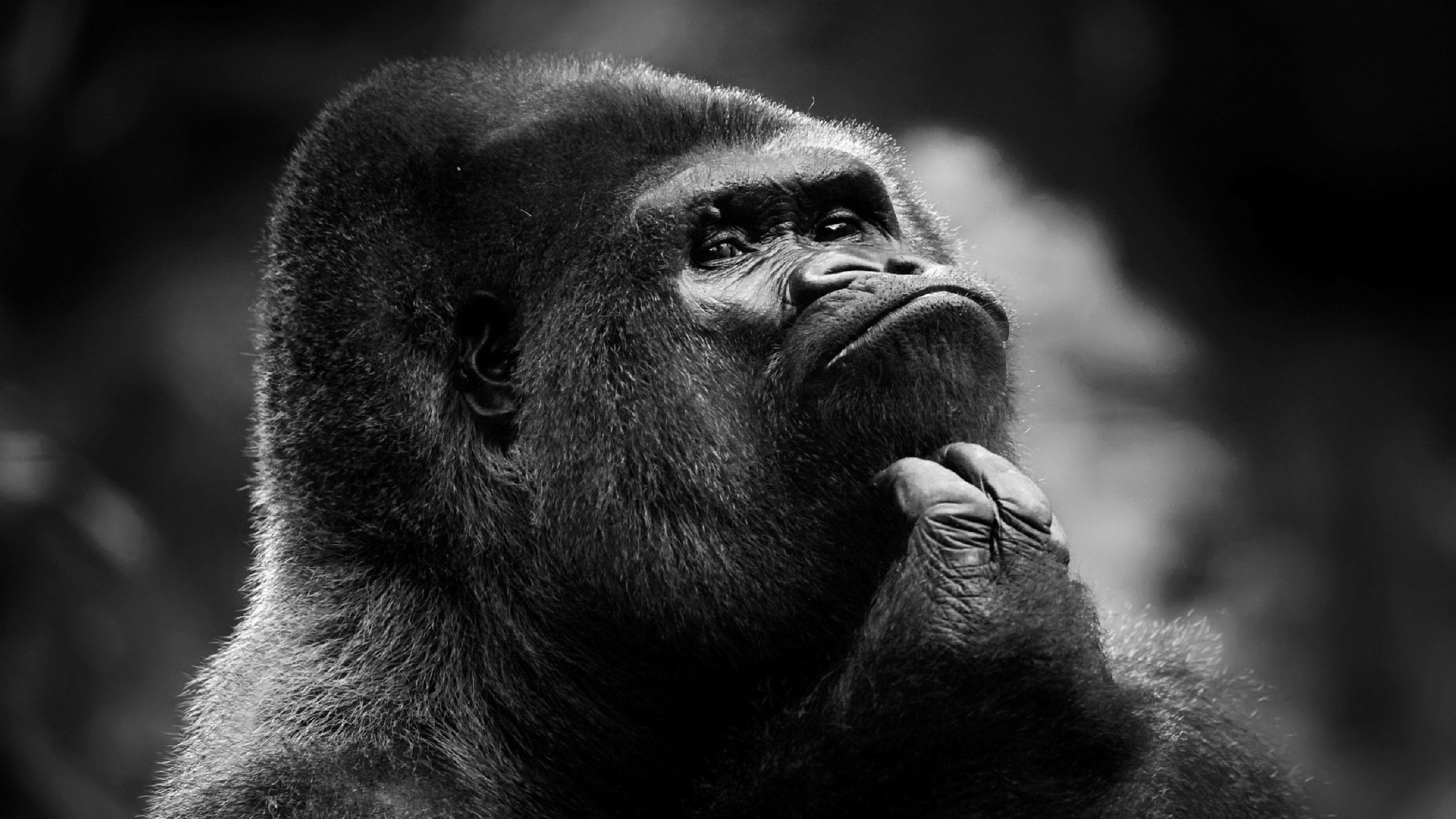 Monochrome gorilla, Dramatic wallpaper, UHD TV wallpaper, Captivating image, 3840x2160 4K Desktop