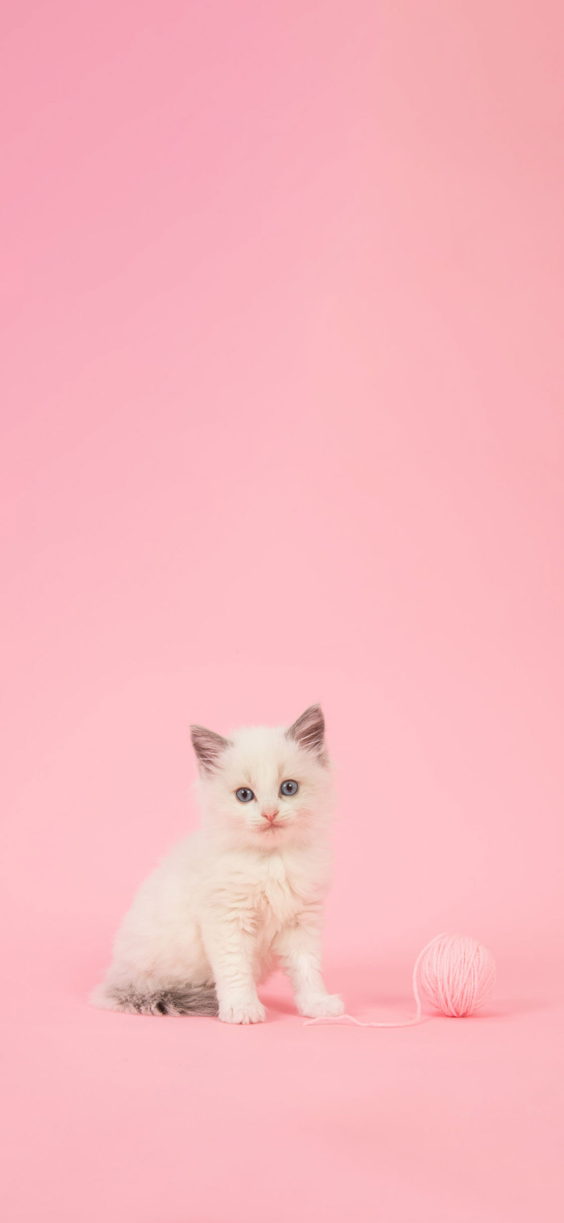 Kitten, Cool Girly Wallpaper, 1130x2440 HD Phone