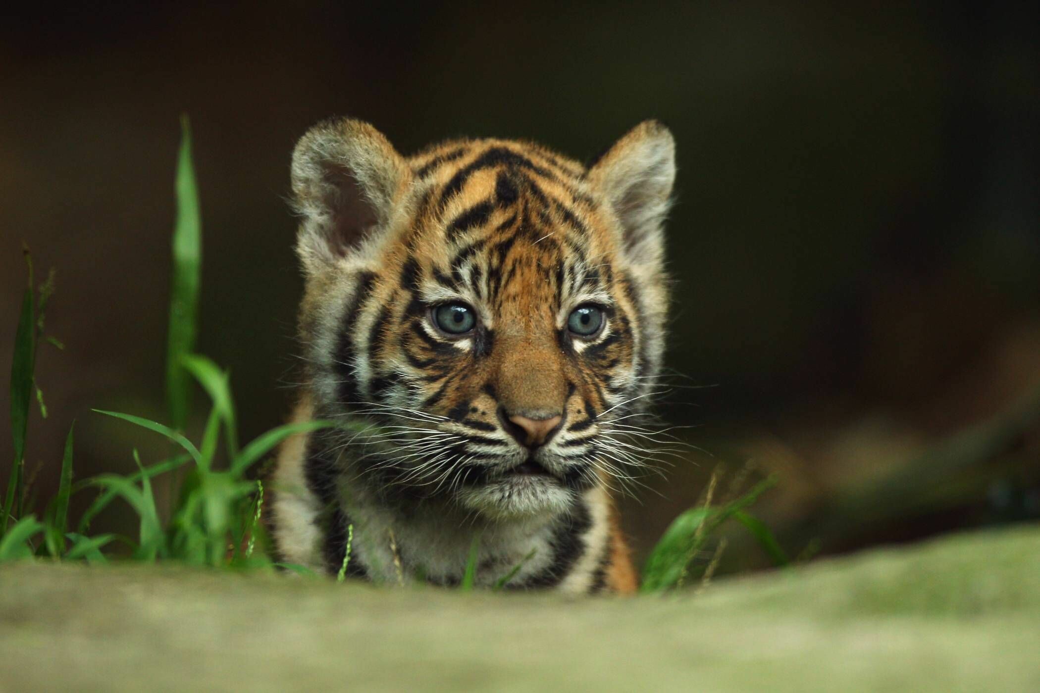 Sumatran tiger, Rare beauty, Endangered species, Nature's masterpiece, 2100x1400 HD Desktop