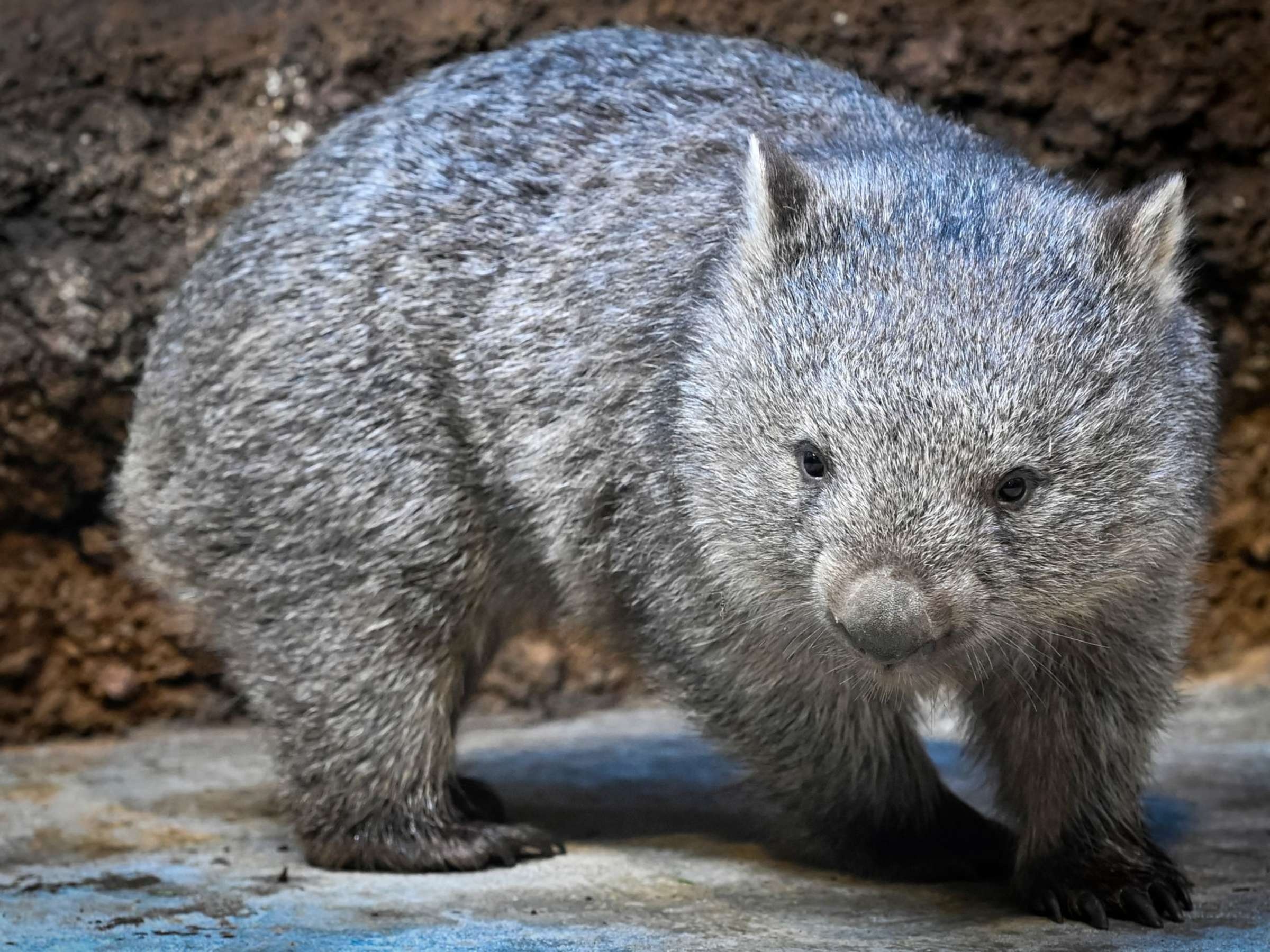 Prague zoo, Wombats Wallpaper, 2400x1800 HD Desktop