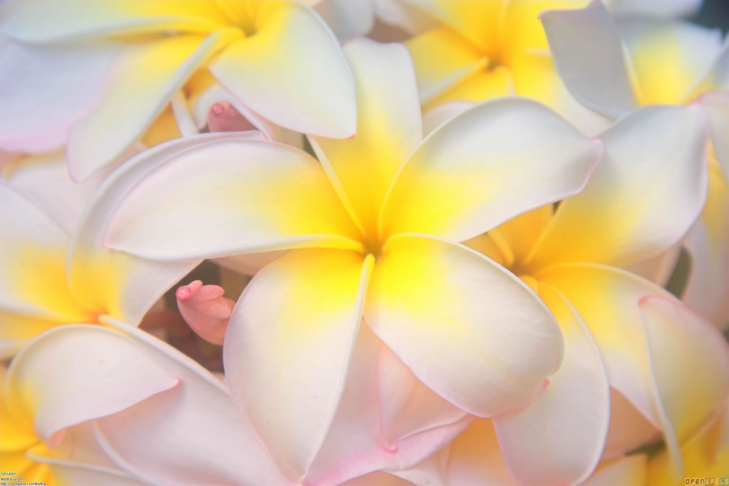 Hawaiian flowers, Flower wallpaper, Plumeria paradise, Vibrant blooms, 2500x1670 HD Desktop