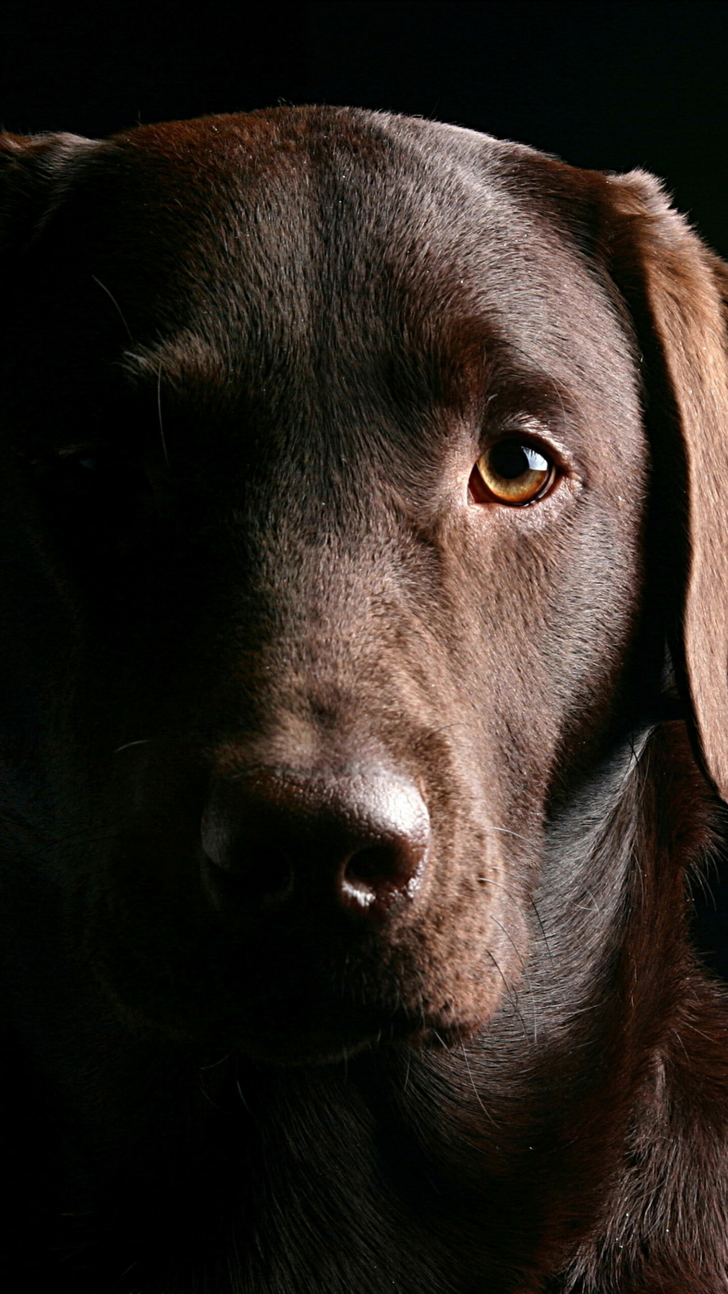 Adult Chocolate Labrador, Stunning muzzle, Chocolate beauty, Elegant breed, 1440x2560 HD Phone