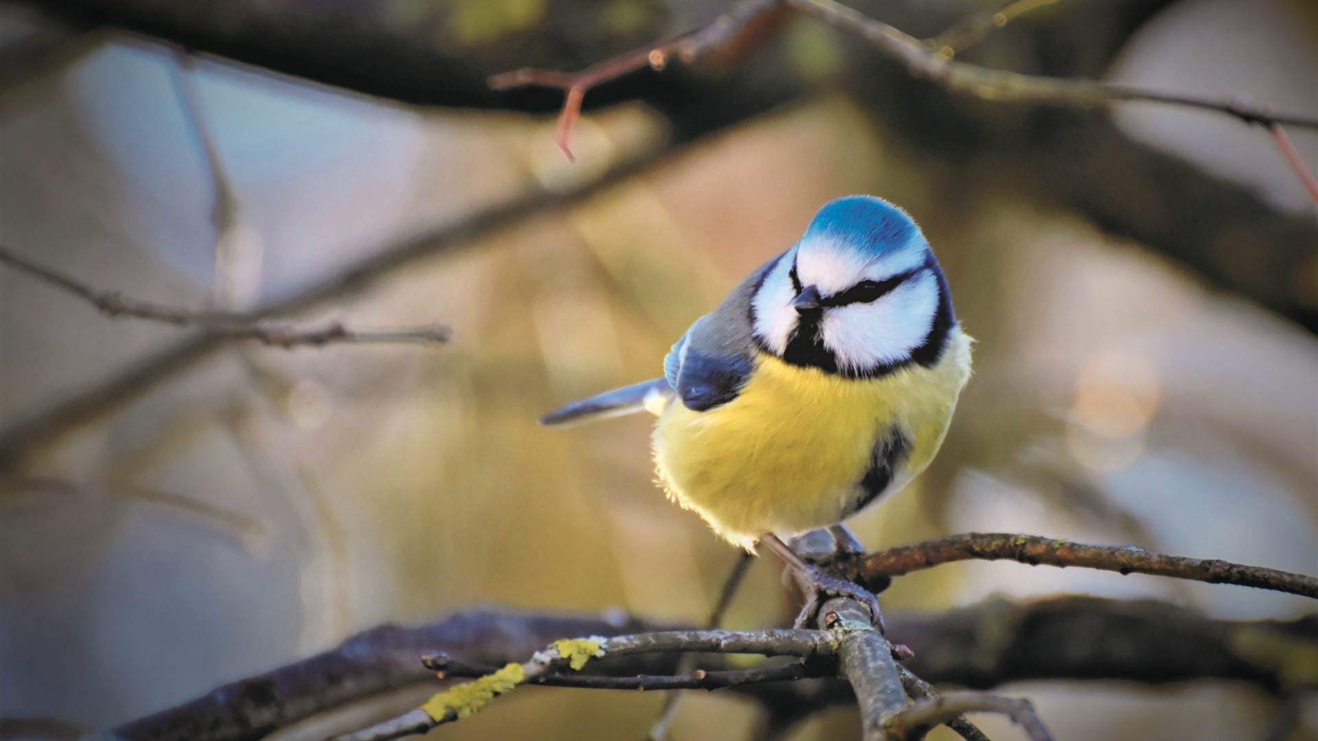 Branches nature bird, Bokeh tit, Blue tit section, Animals, 1920x1080 Full HD Desktop