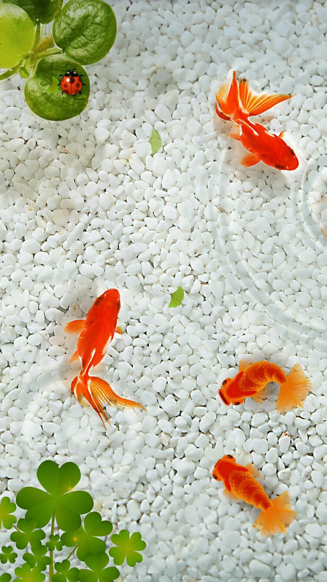 Gold Fish, Beautiful aquatic creatures, Nature's wonders, Graceful movements, 1080x1920 Full HD Phone