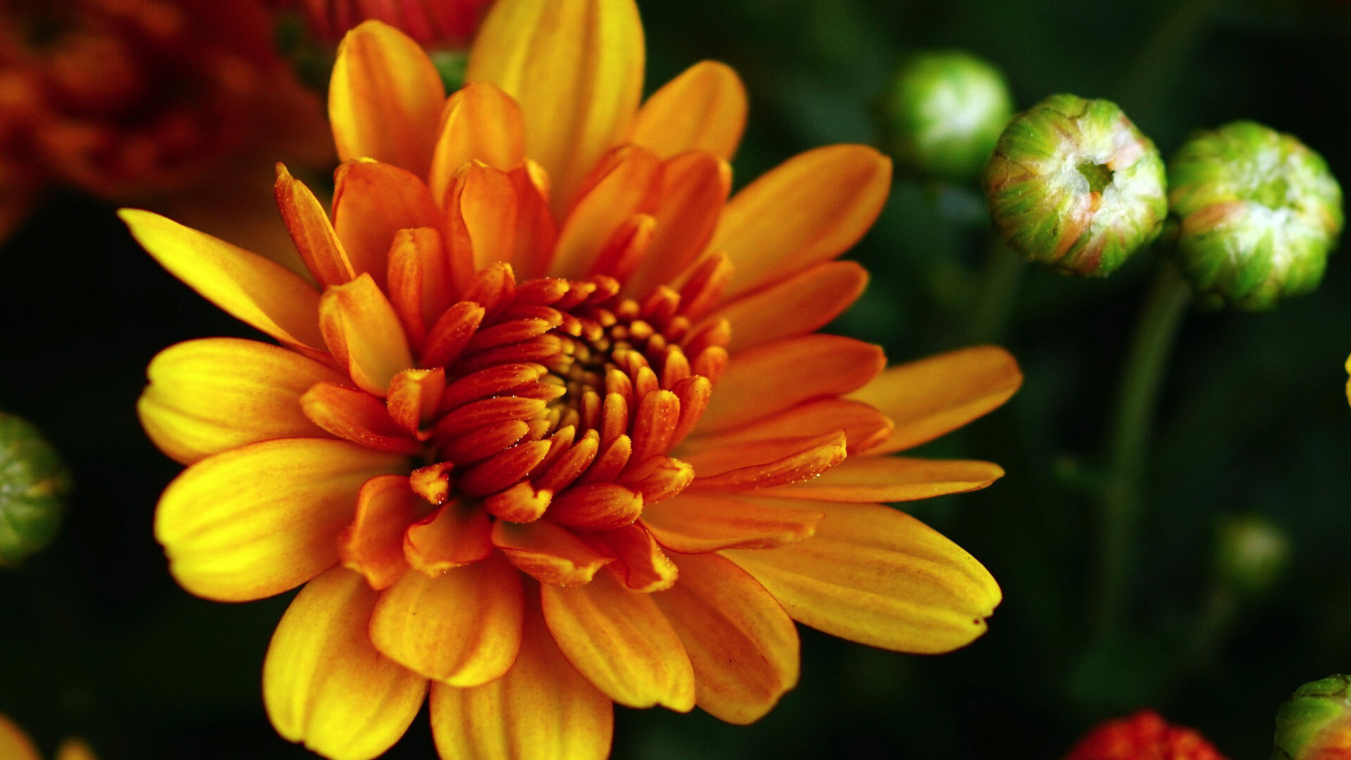 Orange chrysanthemum, Autumn blossoming, Colorful flowers, Nature, 1920x1080 Full HD Desktop