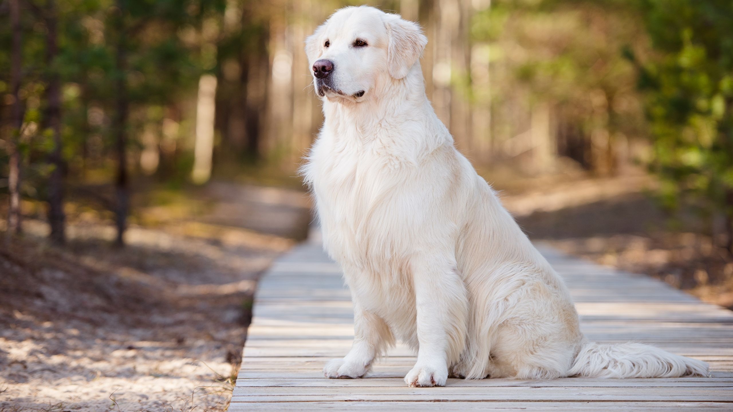 Great Pyrenees, High-Definition Backgrounds, 2560x1440 HD Desktop