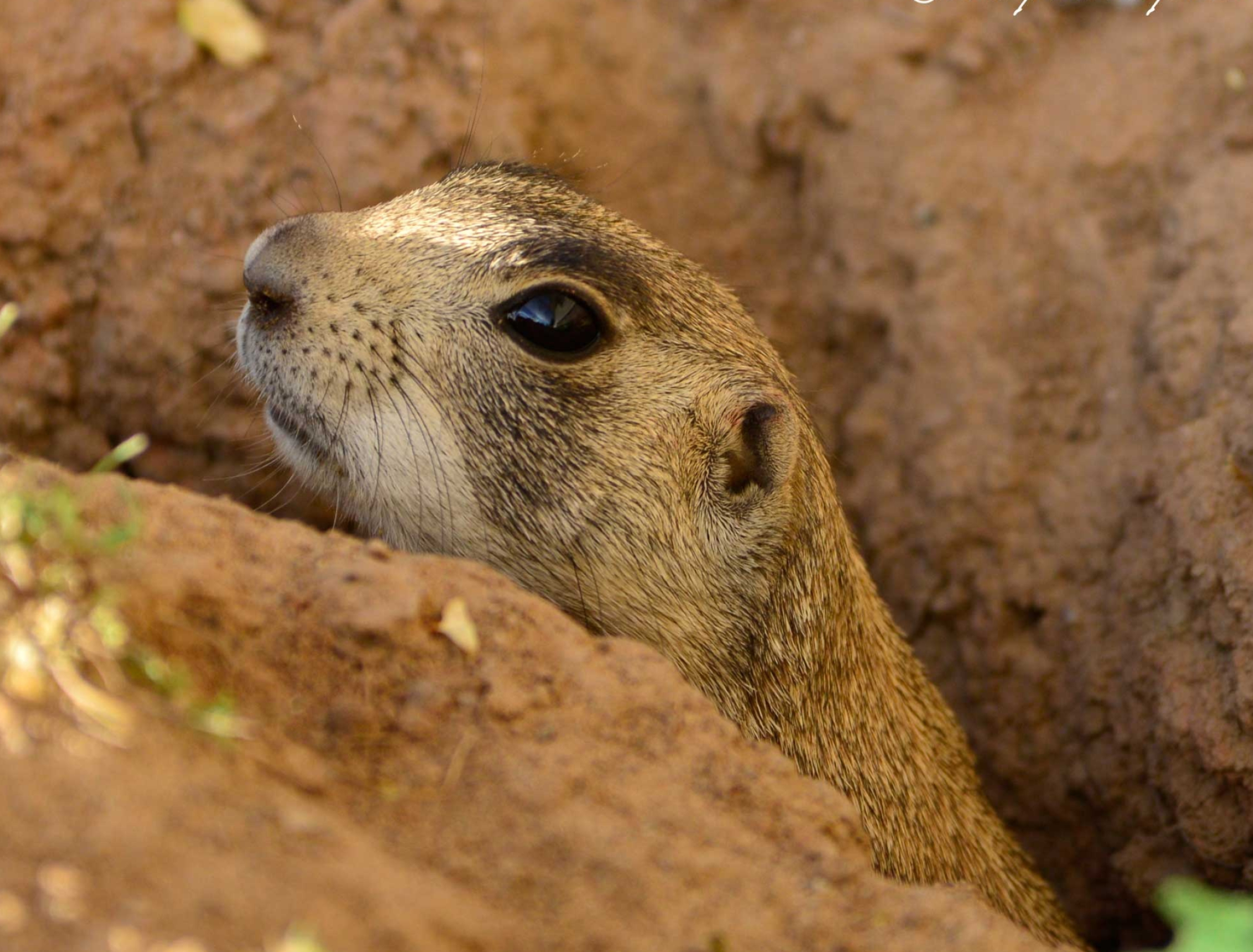 Meerkat Cousins, Cindy McIntyre's Blog, 2400x1830 HD Desktop