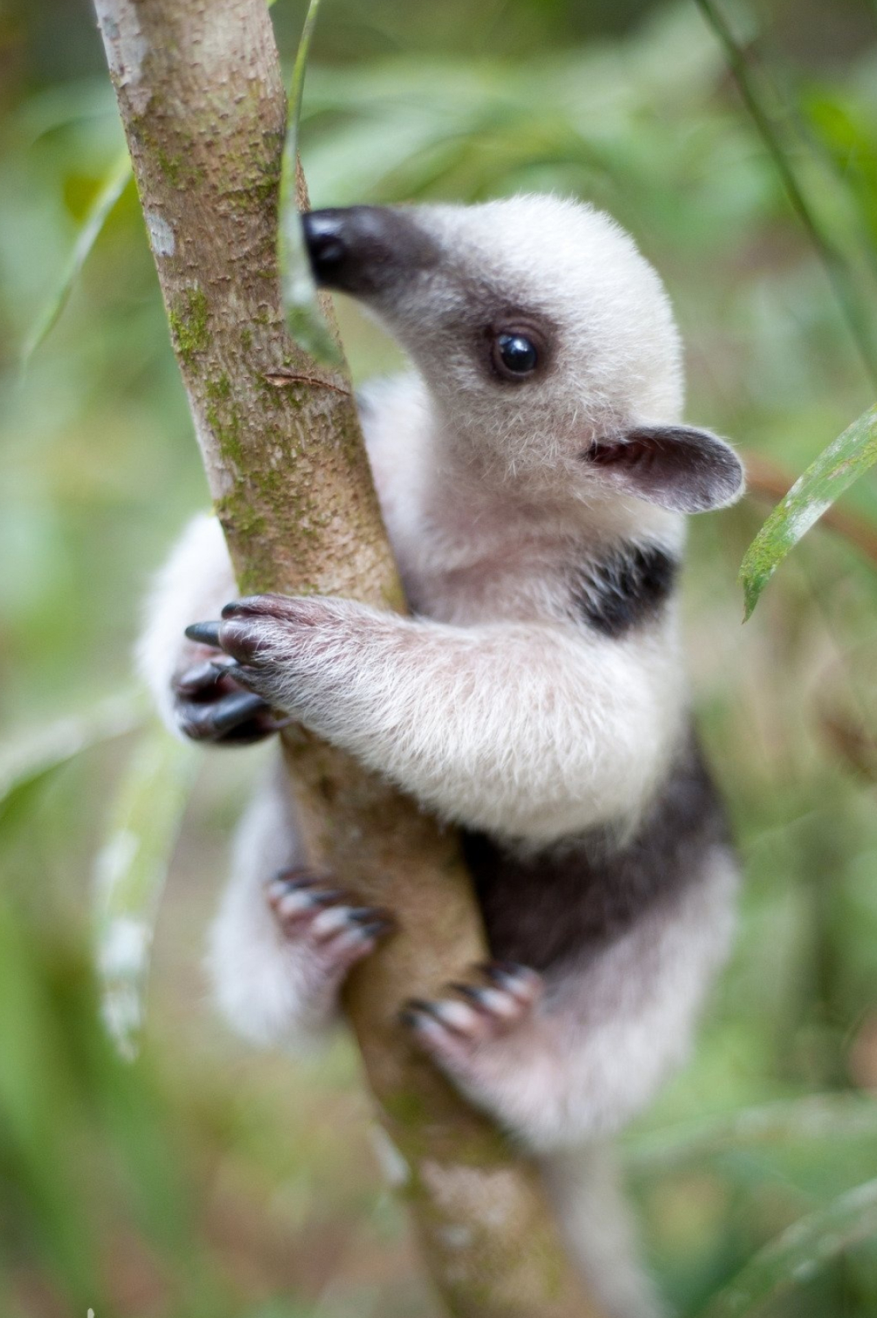 Anteater, Phone wallpaper, High definition, Beautiful, 1280x1920 HD Phone