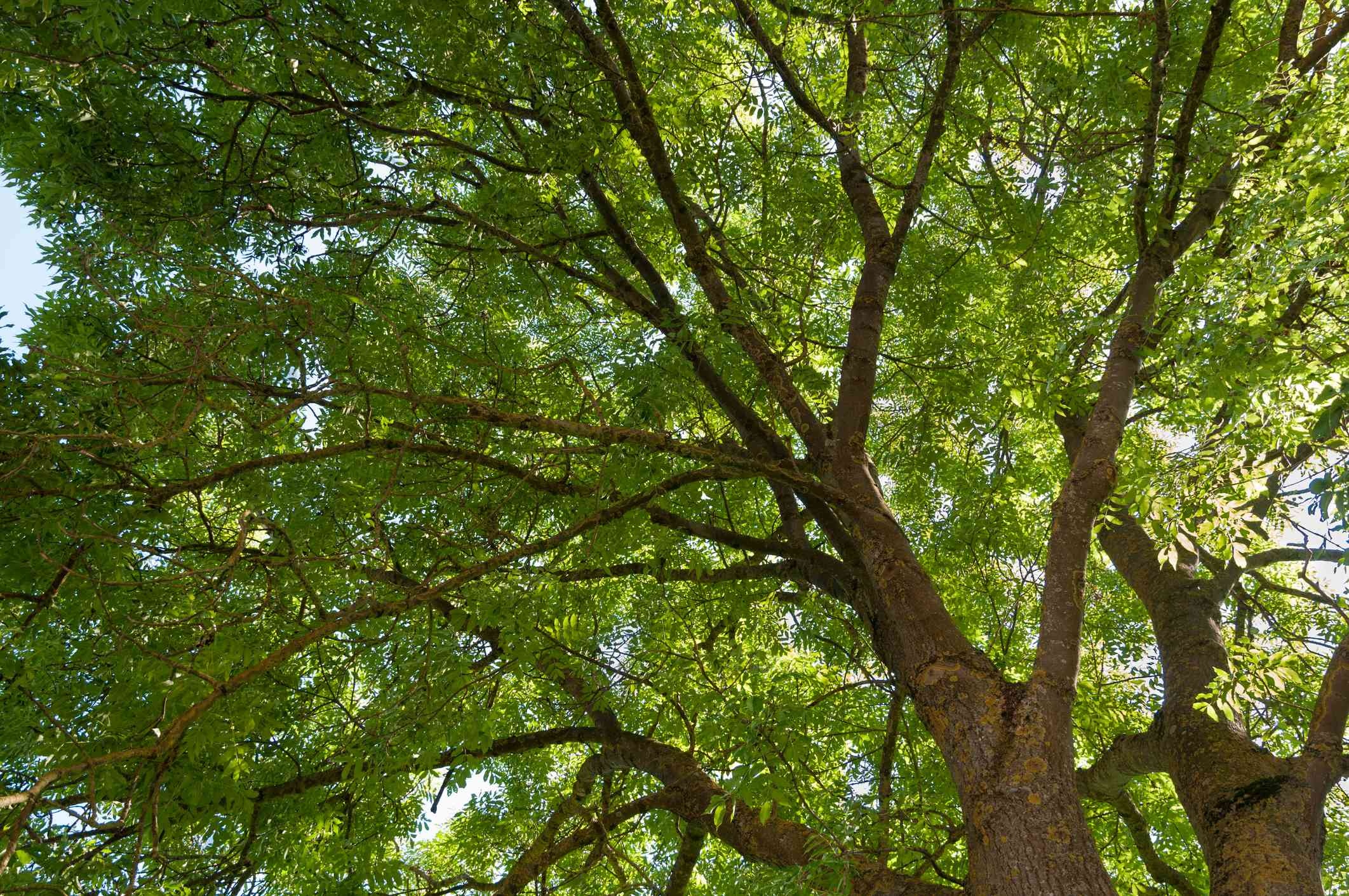 Mexican ash tree, Natural beauty, Exotic flora, Botanical wonder, 2130x1420 HD Desktop