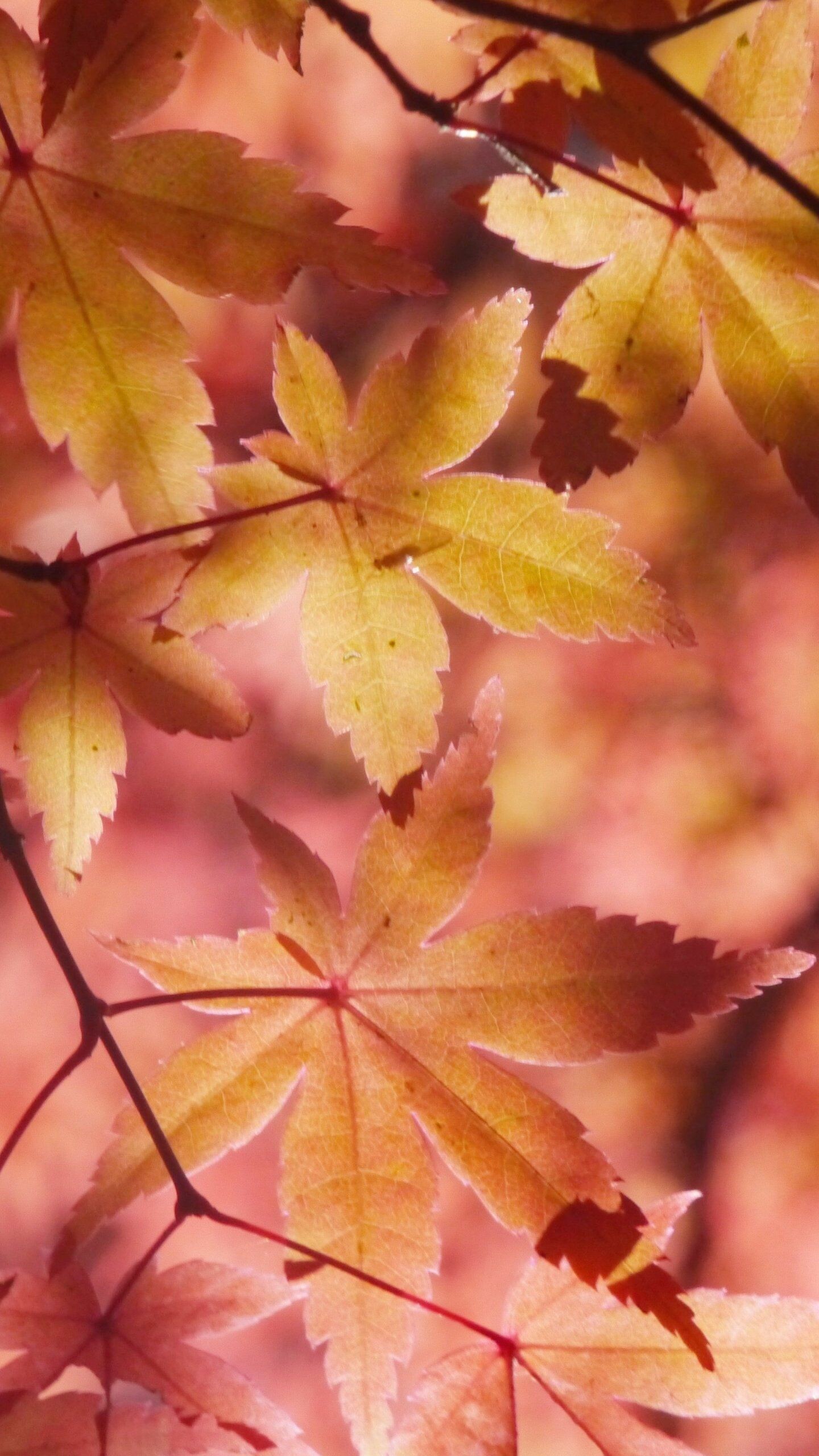 Maple leaves wallpaper, Autumn foliage, Nature's firework, Vibrant hues, 1440x2560 HD Phone