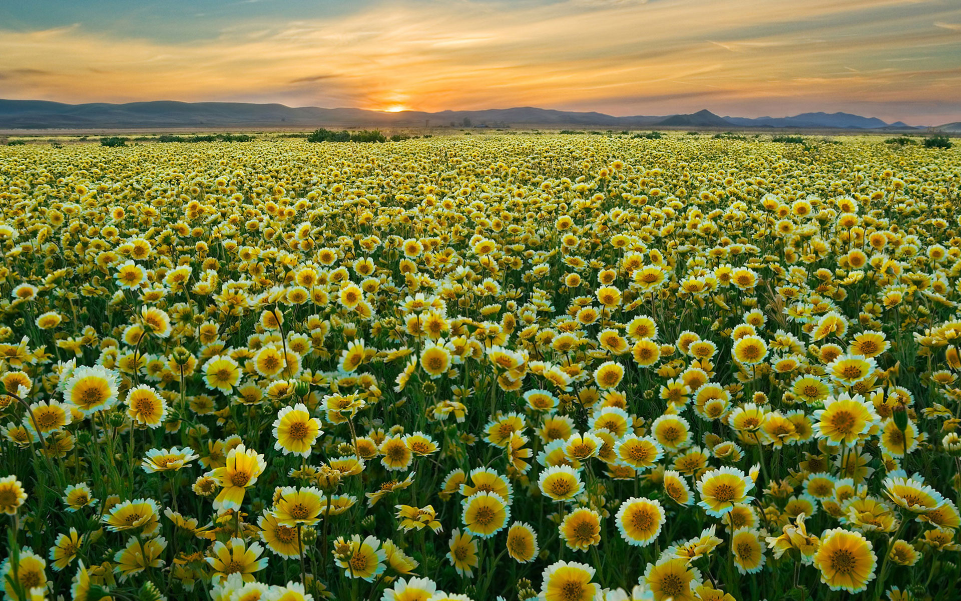 Pretty flower field, Wallpaper, 1920x1200 HD Desktop