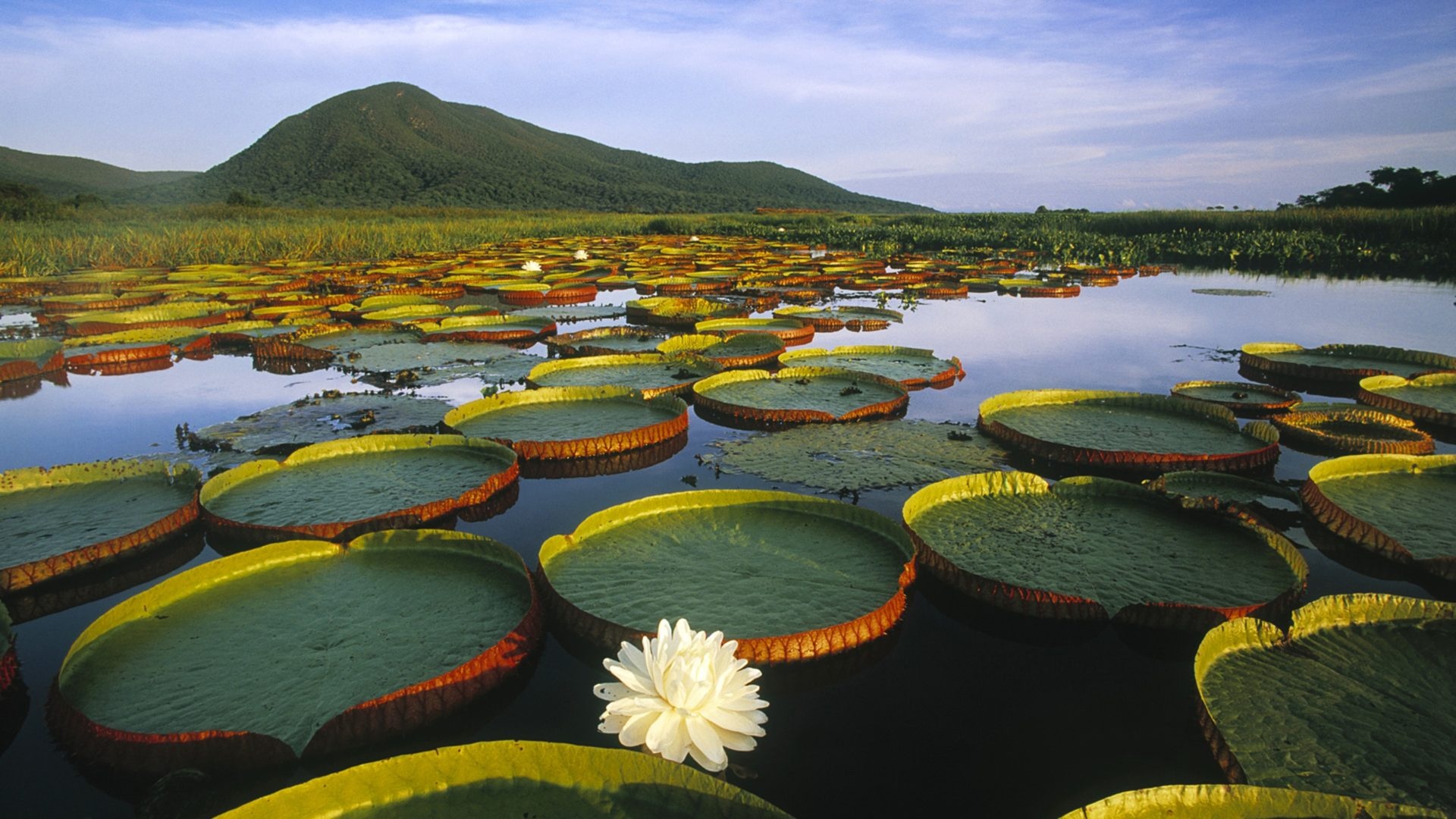 Nature of Brazil, Diverse ecosystems, Tropical rainforests, Exotic wildlife, 1920x1080 Full HD Desktop