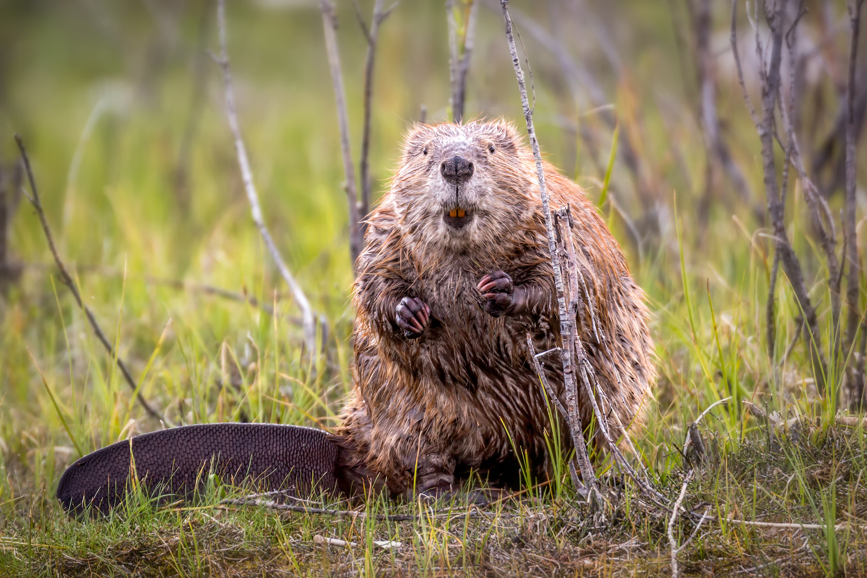 The Eurasian, Beavers Wallpaper, 3000x2000 HD Desktop