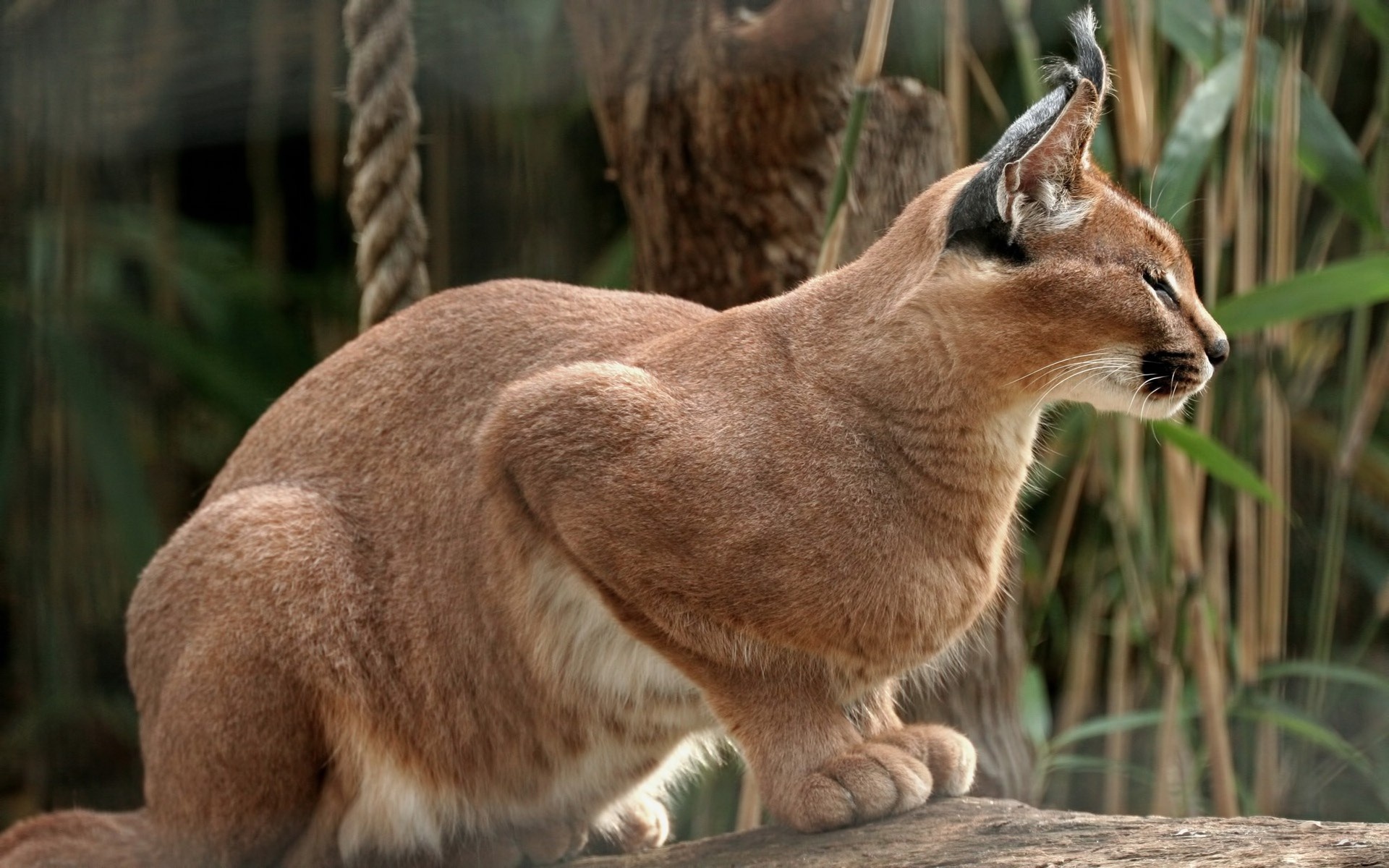 Sleeping, Caracal Wallpaper, 1920x1200 HD Desktop