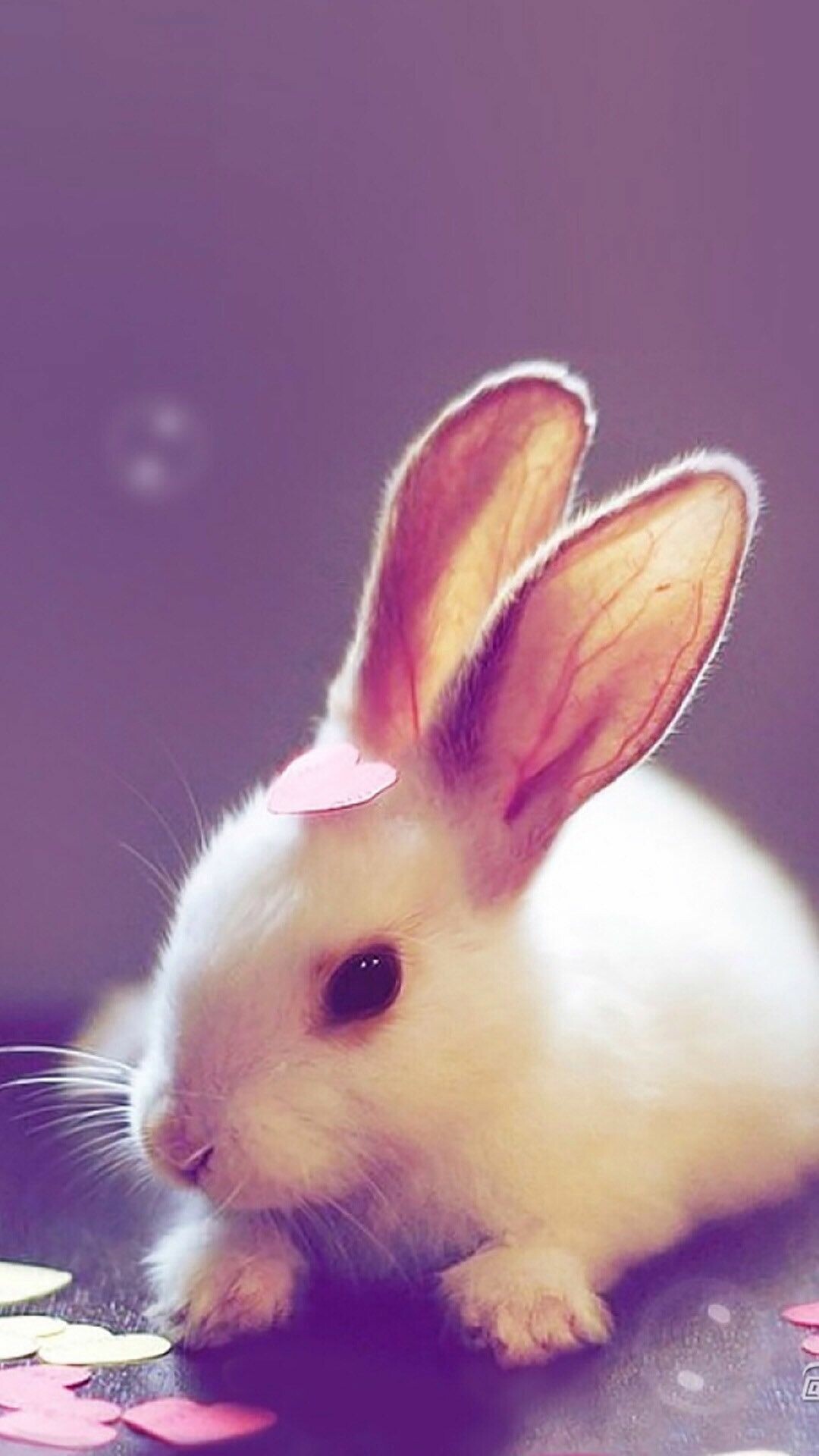 HD rabbit wallpaper, High-quality bunny image, Detailed rabbit art, Sharp visuals, 1080x1920 Full HD Phone