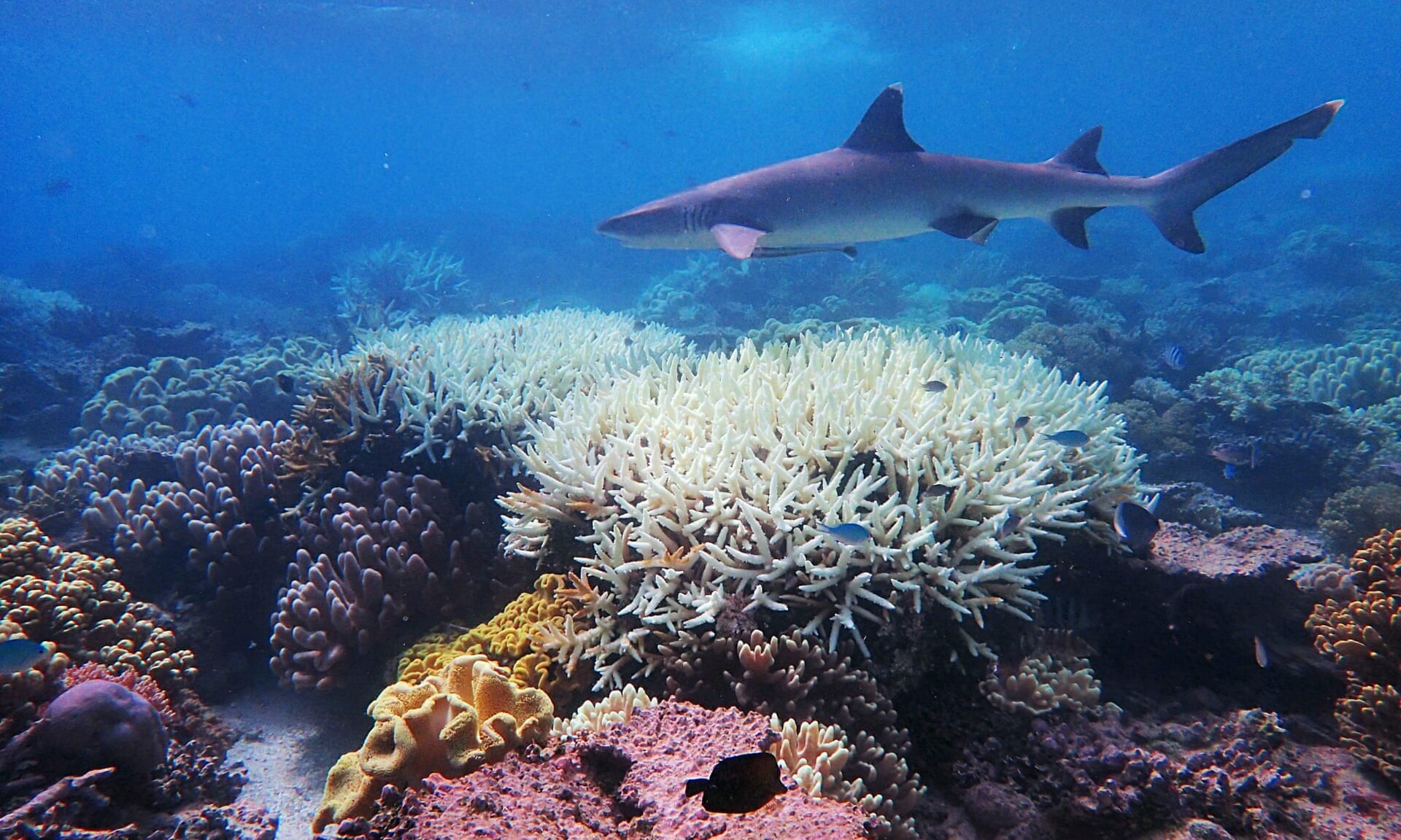 Shark, Great Barrier Reef Wallpaper, 1920x1160 HD Desktop