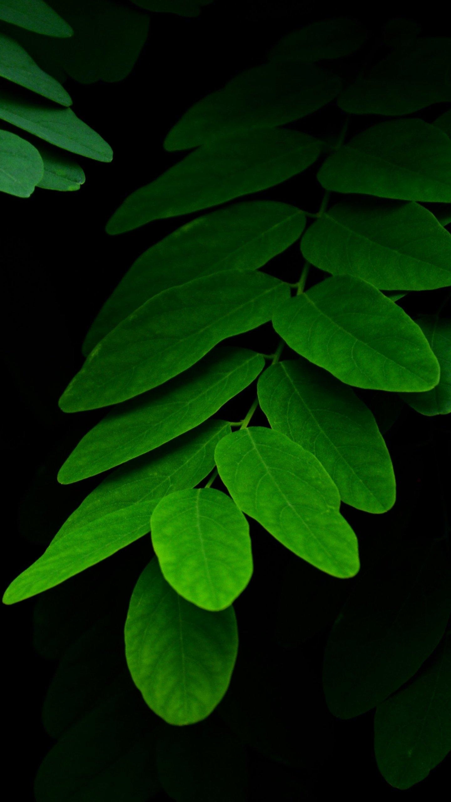 Green Leaf, Leaf mobile wallpapers, 1440x2560 HD Phone