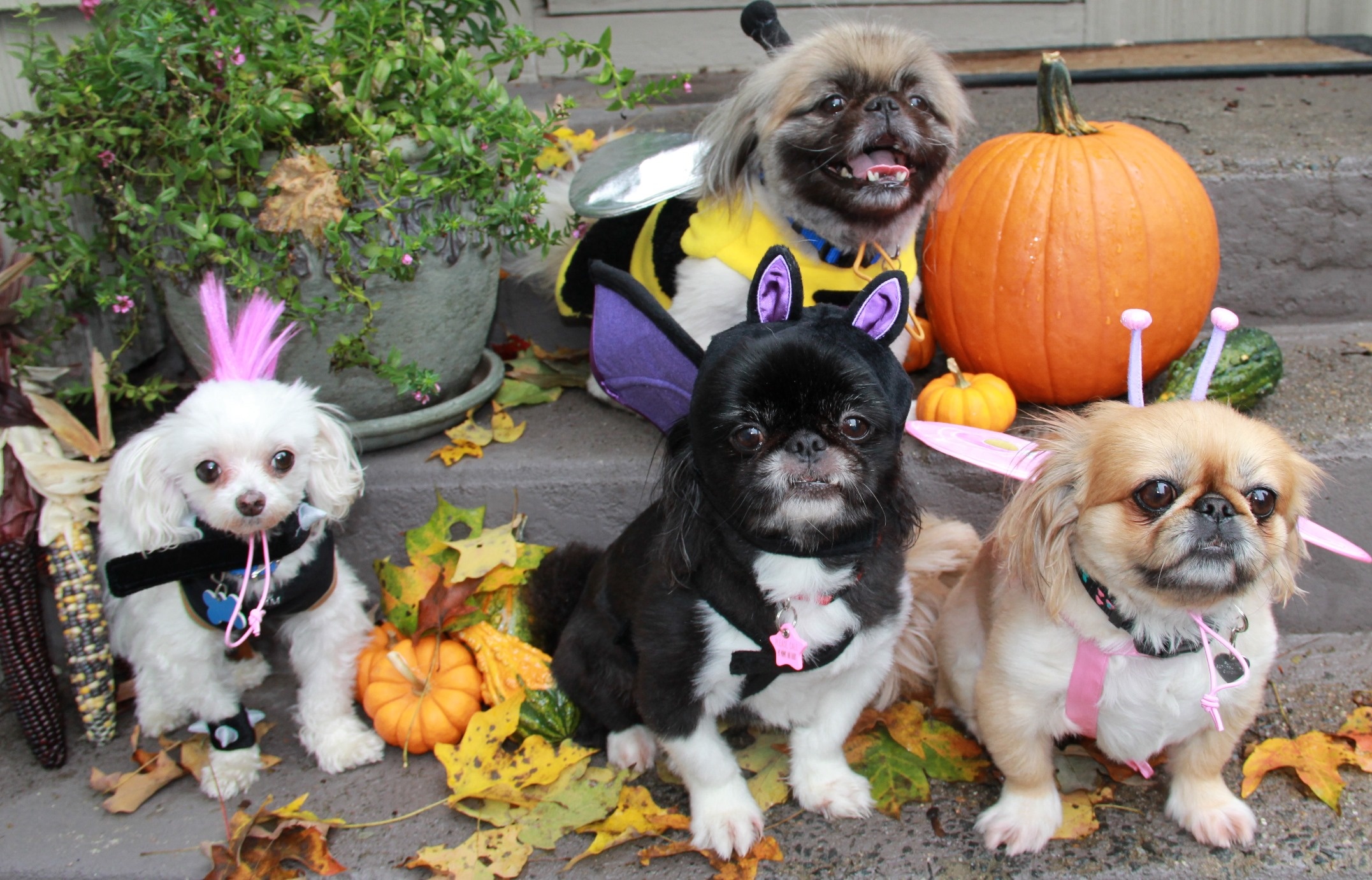 Halloween Pets, Doggy Halloween, Big sale off, Festive canine fashion, 2160x1390 HD Desktop