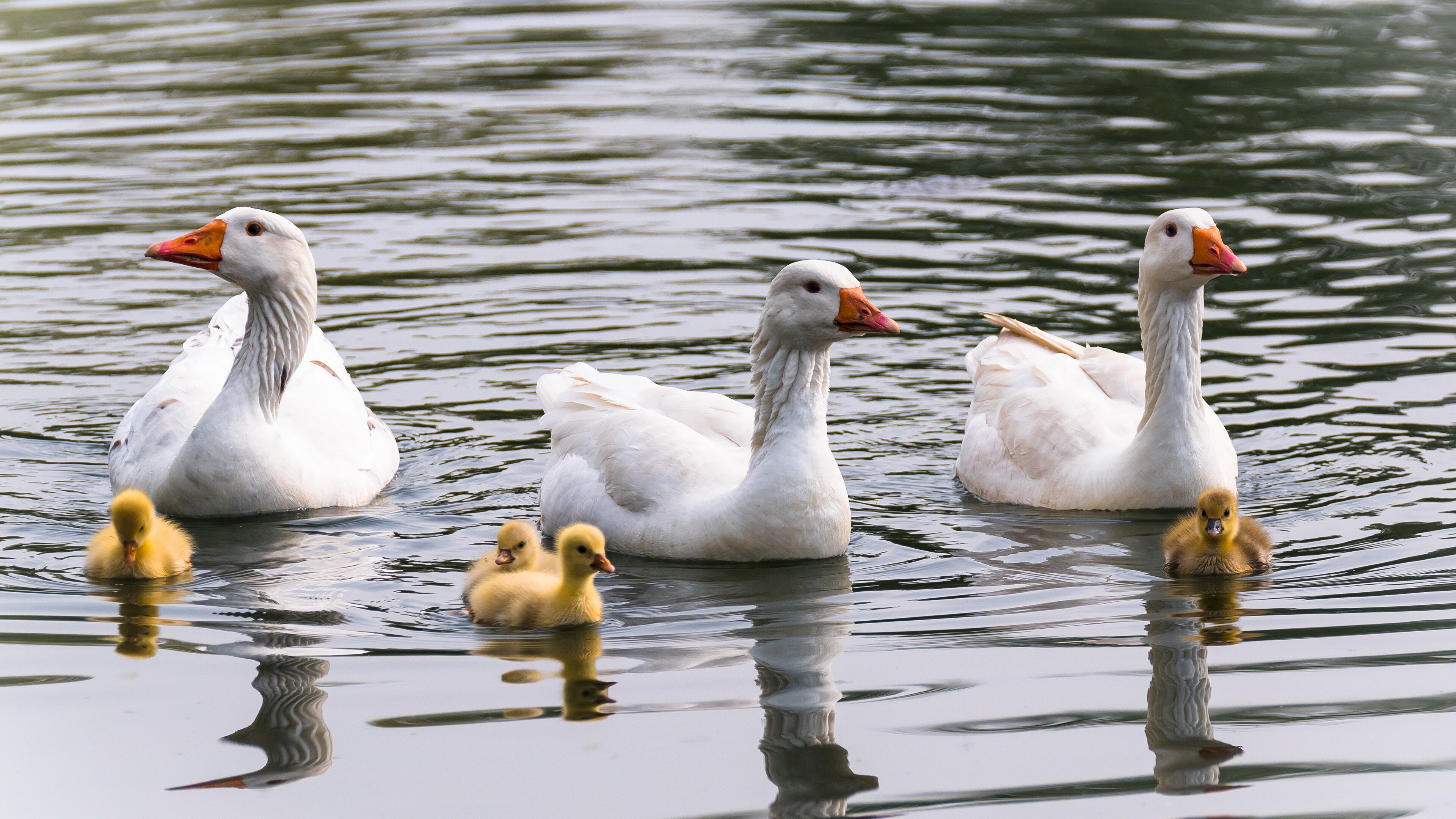 Goose in 4K ultra HD, Breathtaking wallpaper, Stunning image, Feathered beauty, 3840x2160 4K Desktop