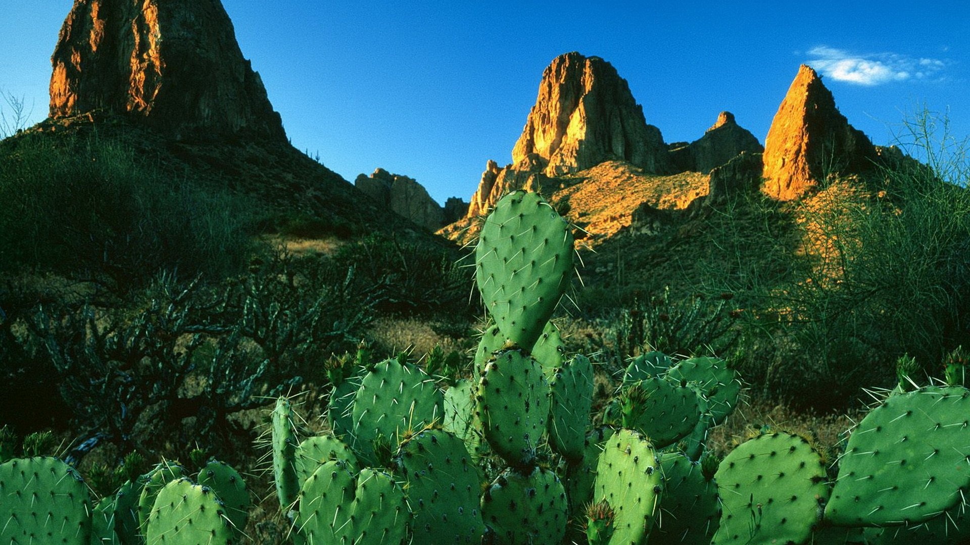 Indian fig opuntia, Cactus Wallpaper, 1920x1080 Full HD Desktop