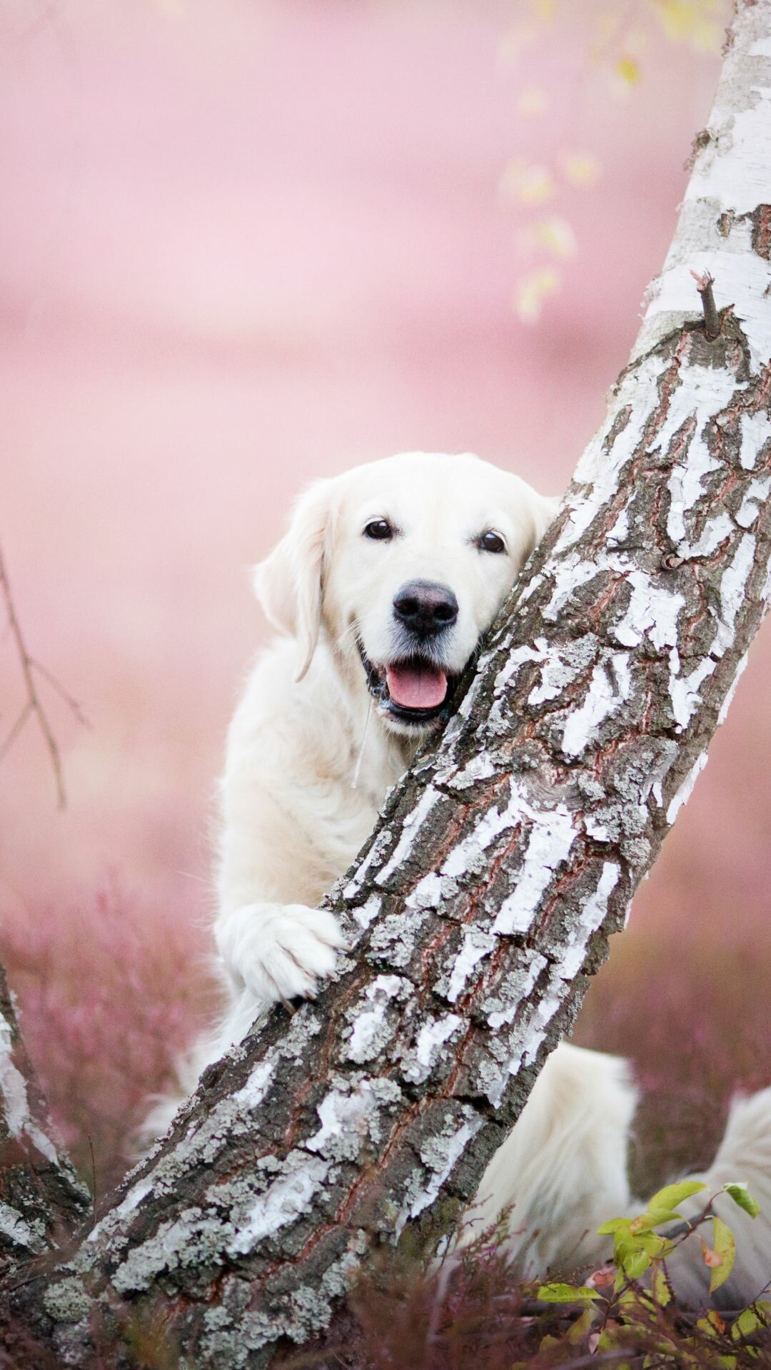 Animal Labrador mobile wallpaper, Dog waiting, Labrador cute dogs, Loyal and patient, 1080x1920 Full HD Phone