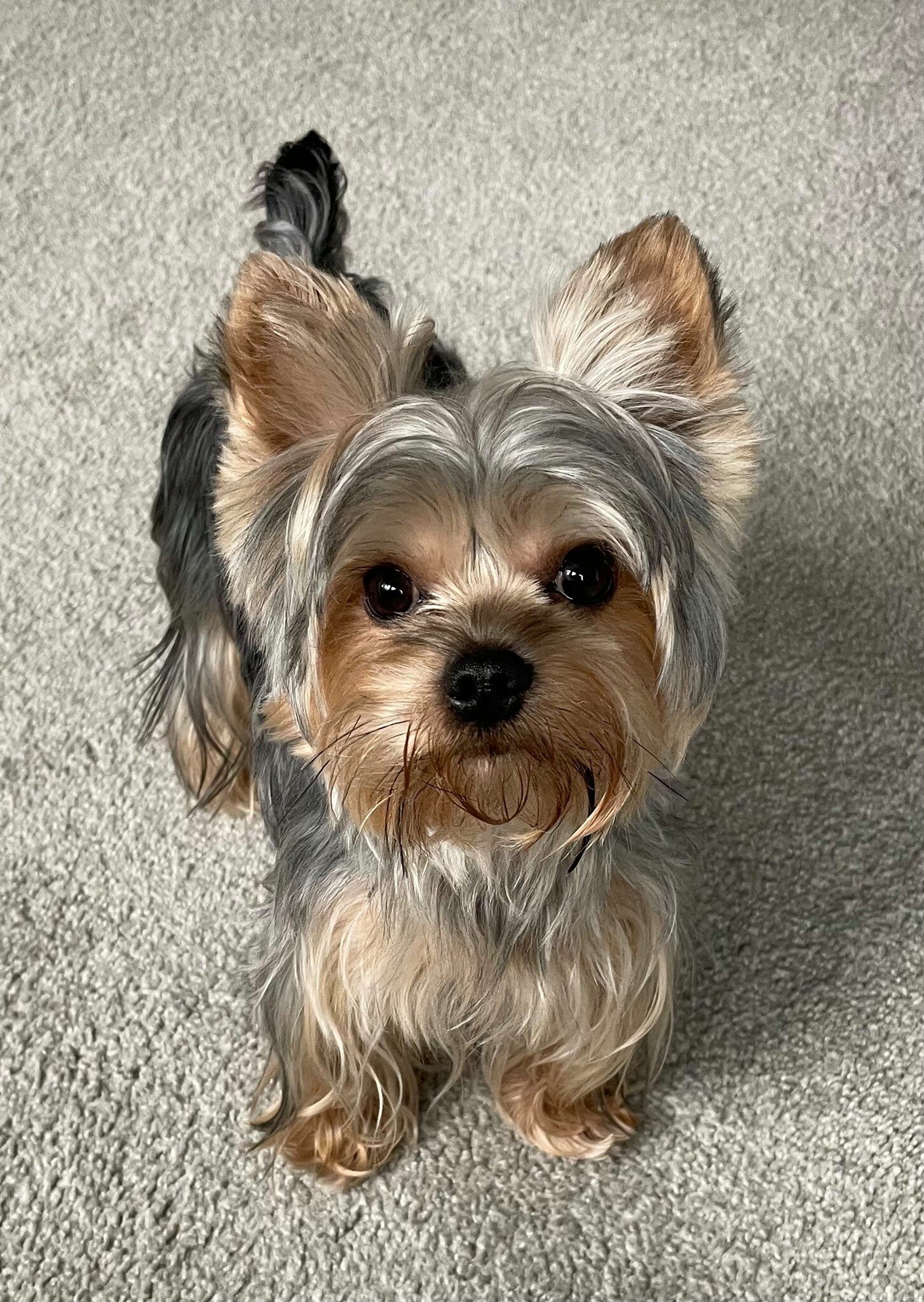 Exotic, Colorful, Yorkies, Merle, 1460x2050 HD Phone