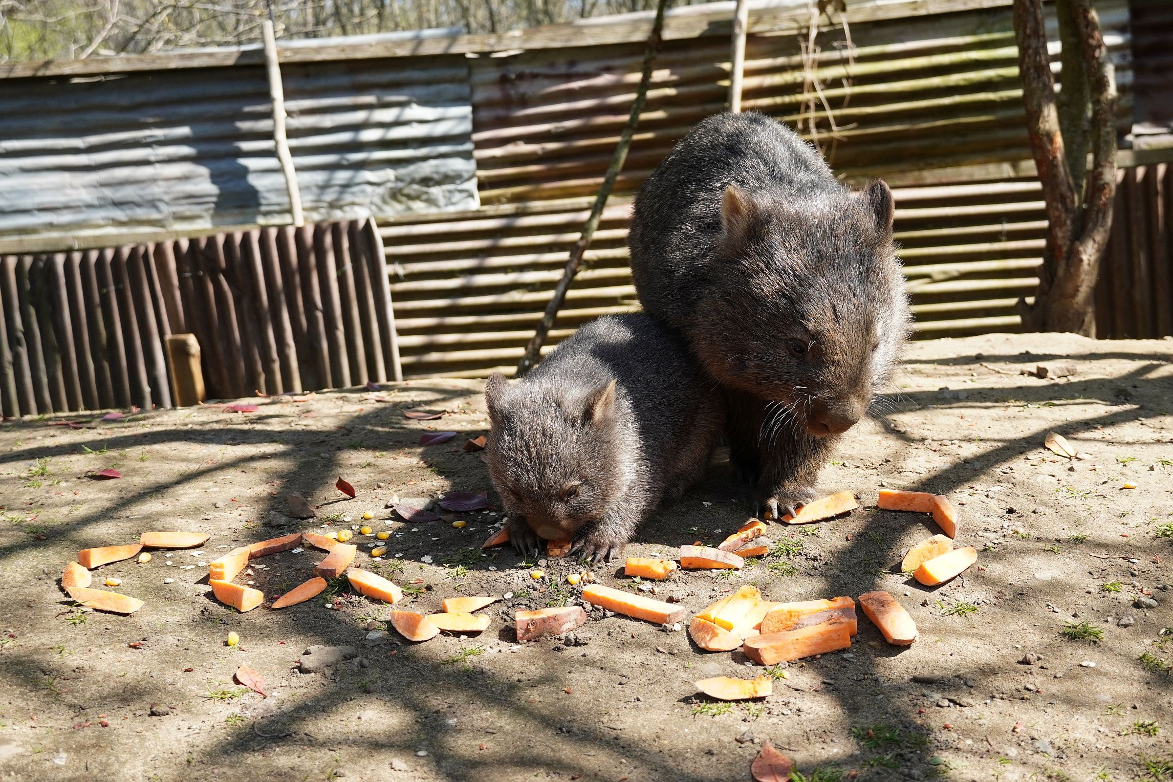 Hannover zoo, Wombats Wallpaper, 2400x1600 HD Desktop