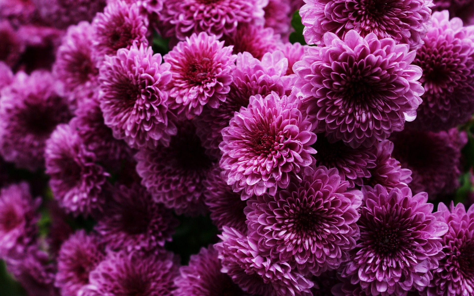 Chrysanthemum, HD wallpaper, Vibrant colors, Natural background, 1920x1200 HD Desktop