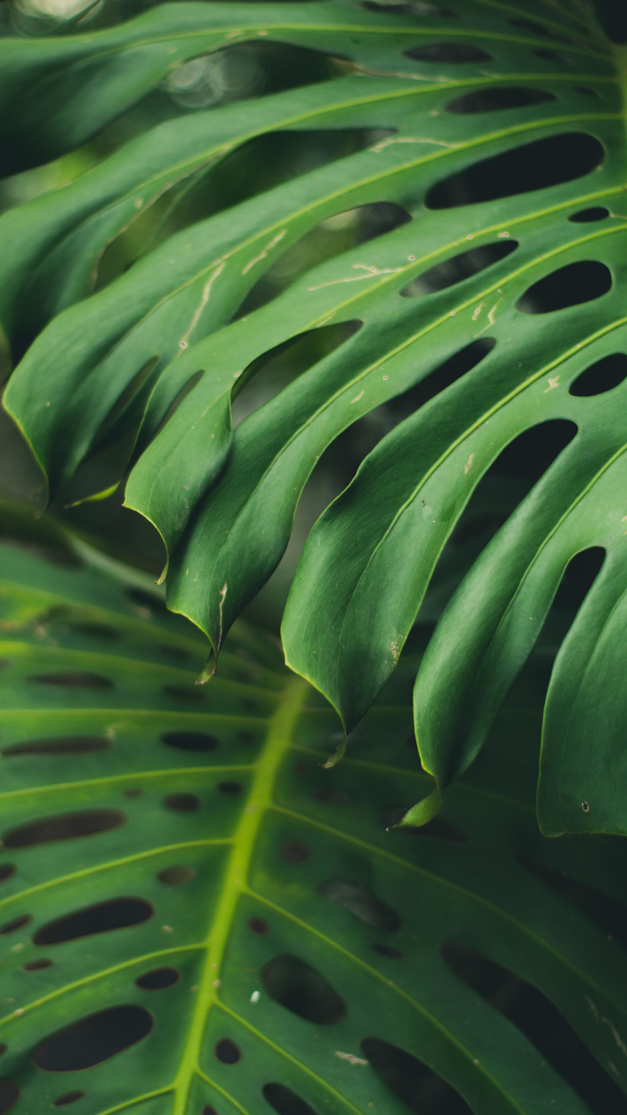 Monstera deliciosa, Green Leaf Wallpaper, 2160x3840 4K Phone